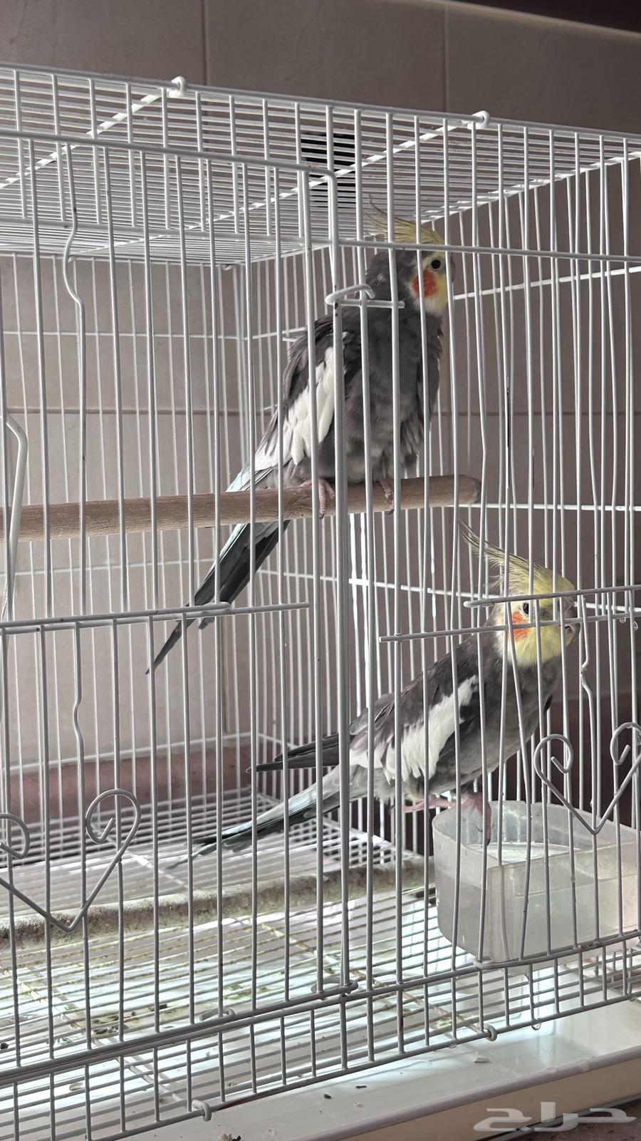 للبيع 264445838374785110