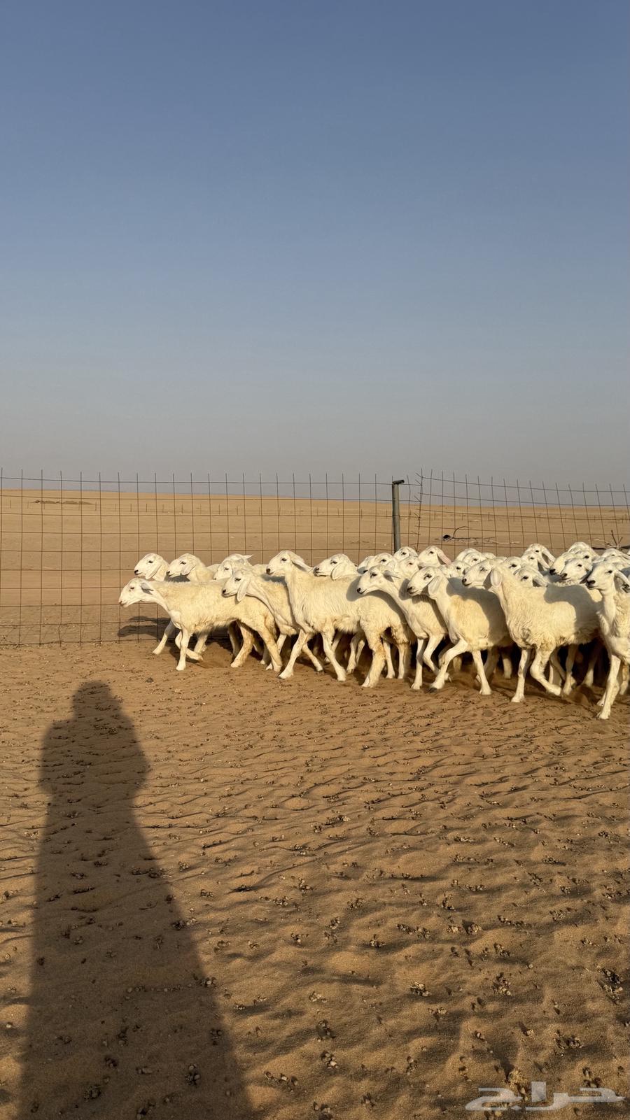 Class A Freedom Camel64446896142721110