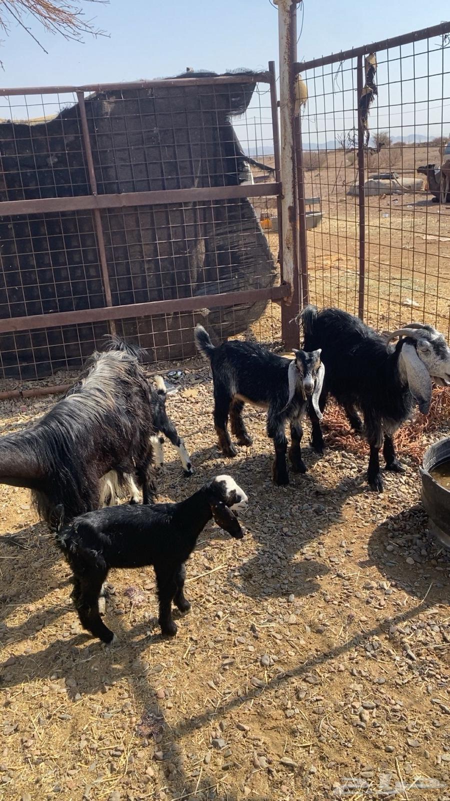 معزا ولد طيبه بالحيل64444016583683110