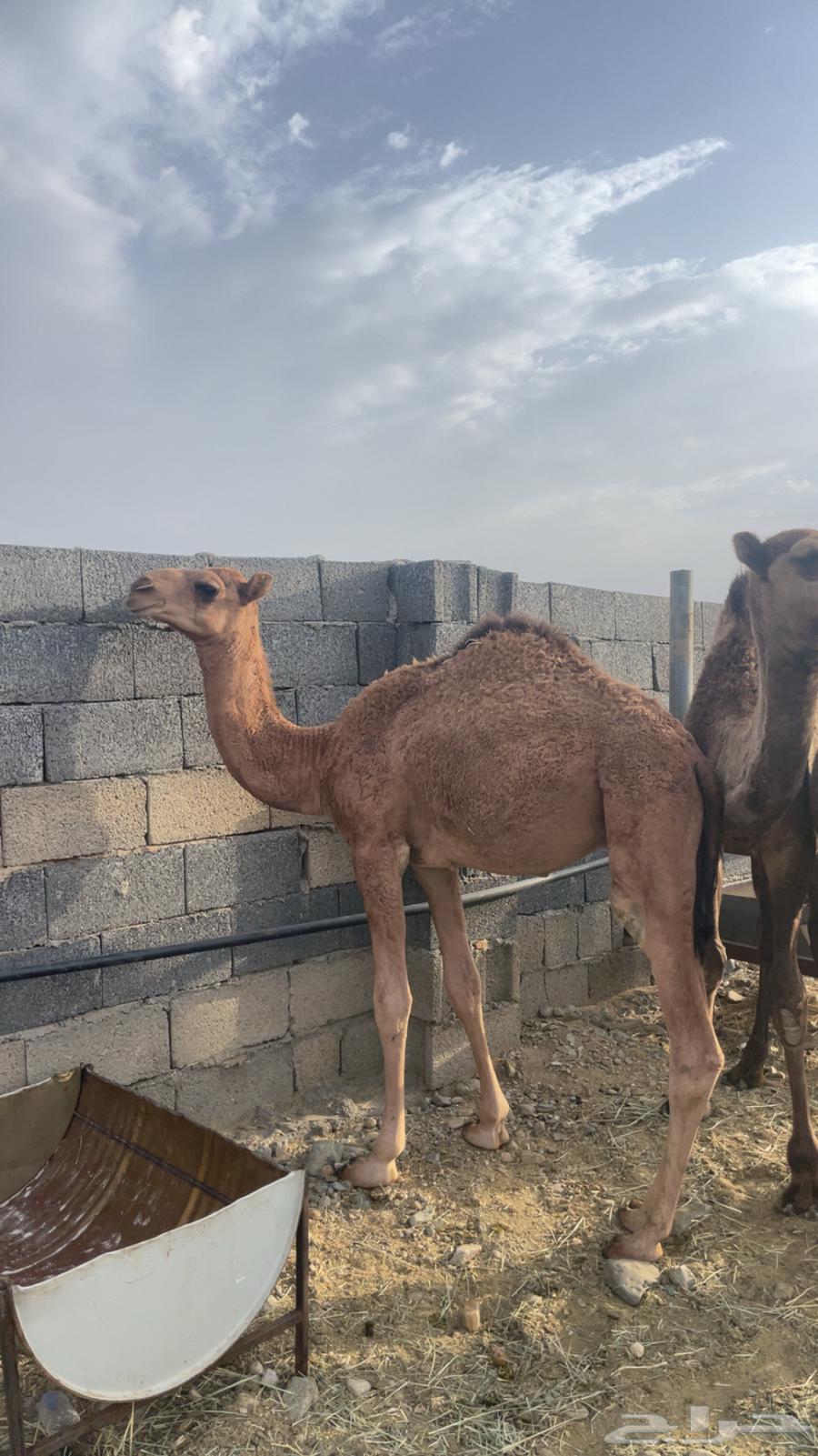 حشو مفاريد بريه( تم البيع )64443263453441113