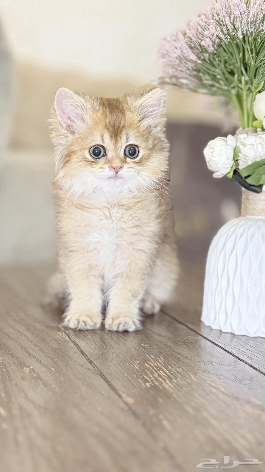 كتن سكوتش لونق هير64448940781827112