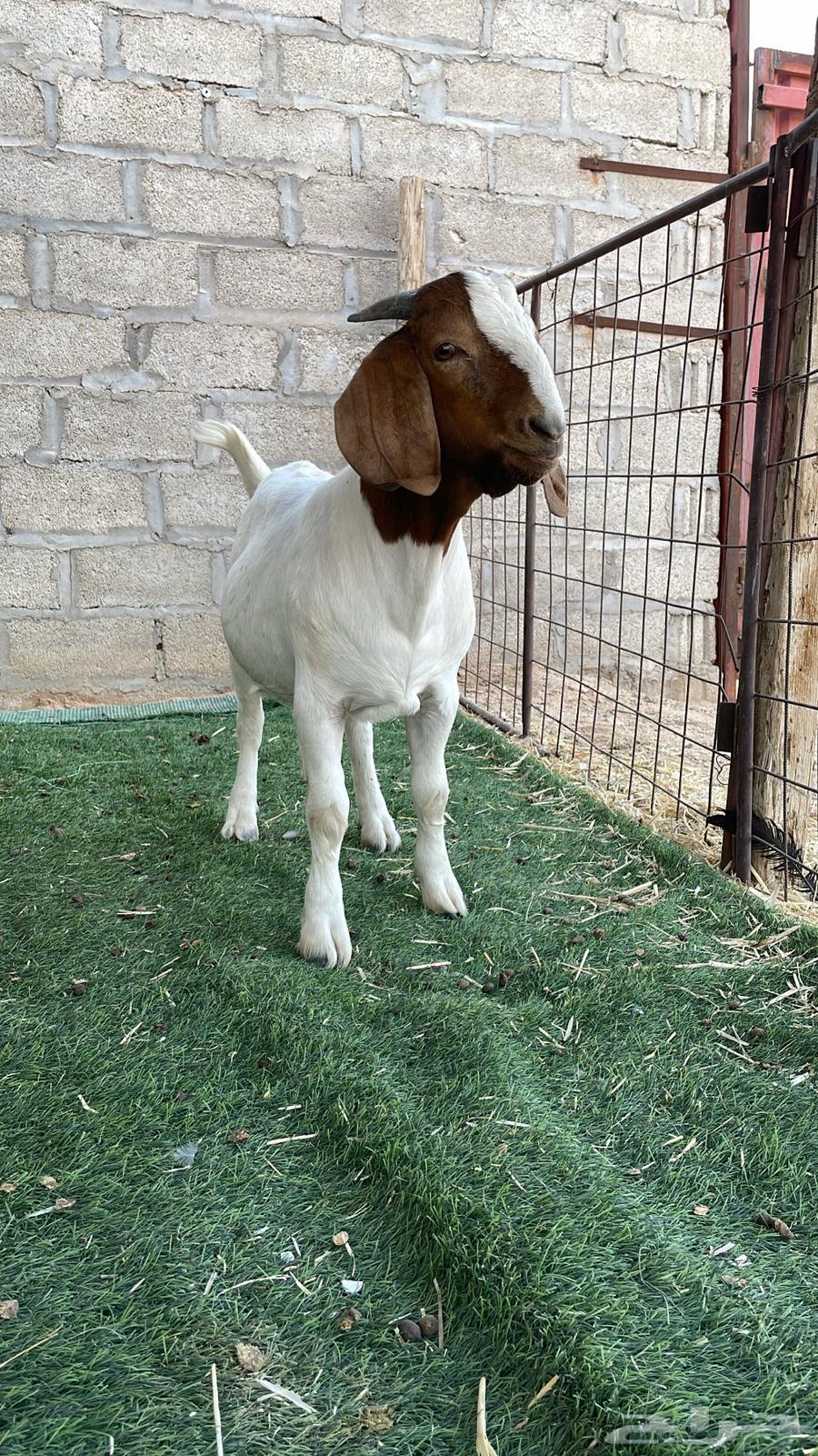 تيوس بورقوت بيور .64443493391746113