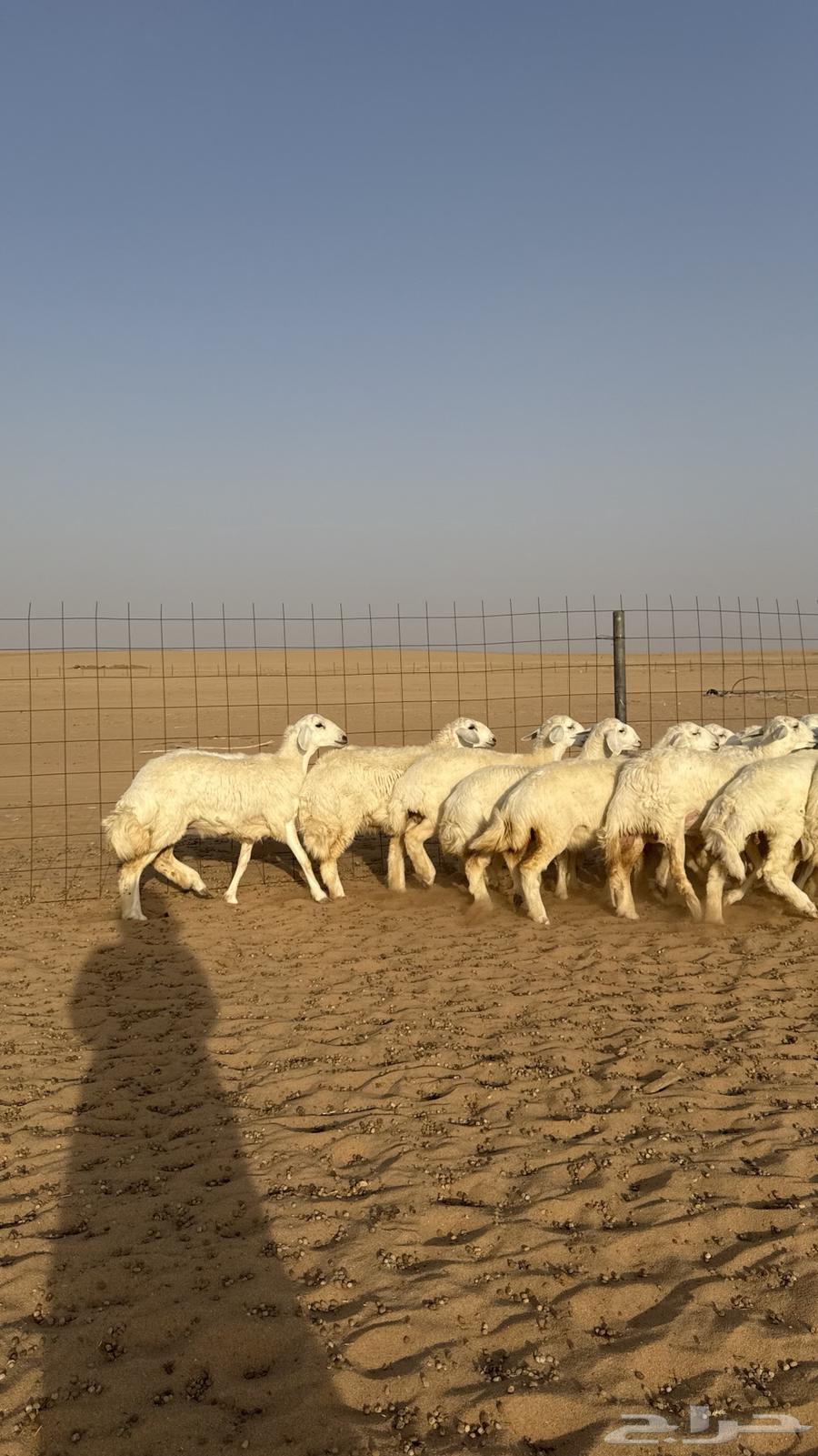 Class A Freedom Camel64446896142721114