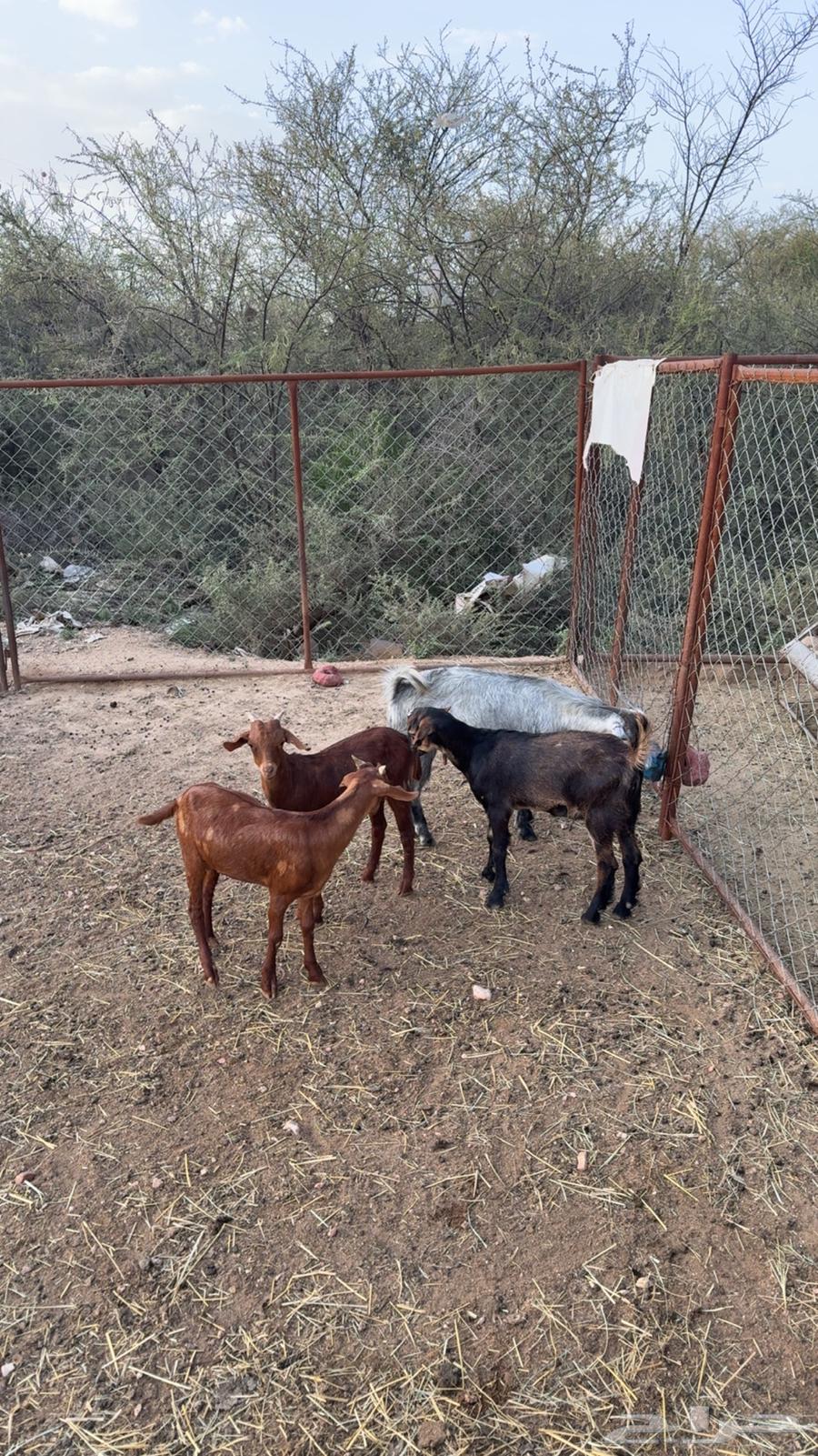 عرس تيوس ذبايح ( تم البيع )64449141002113112