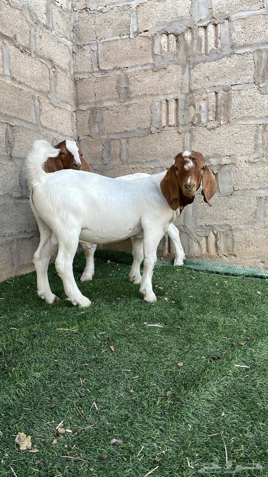 تيوس بورقوت بيور .64443493391746114