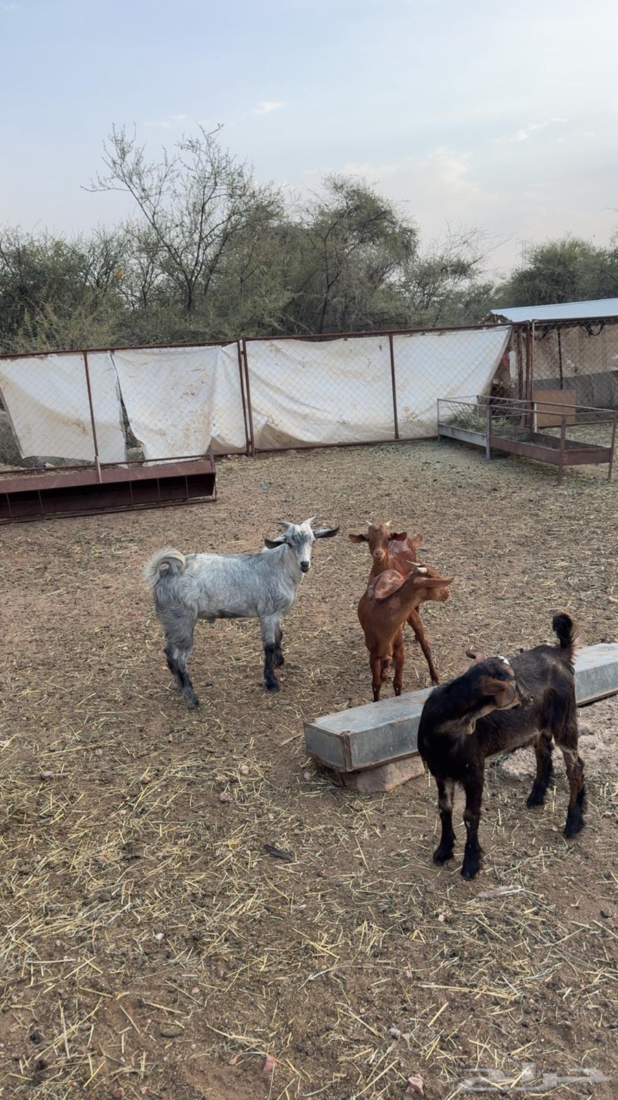 عرس تيوس ذبايح ( تم البيع )64449141002113111