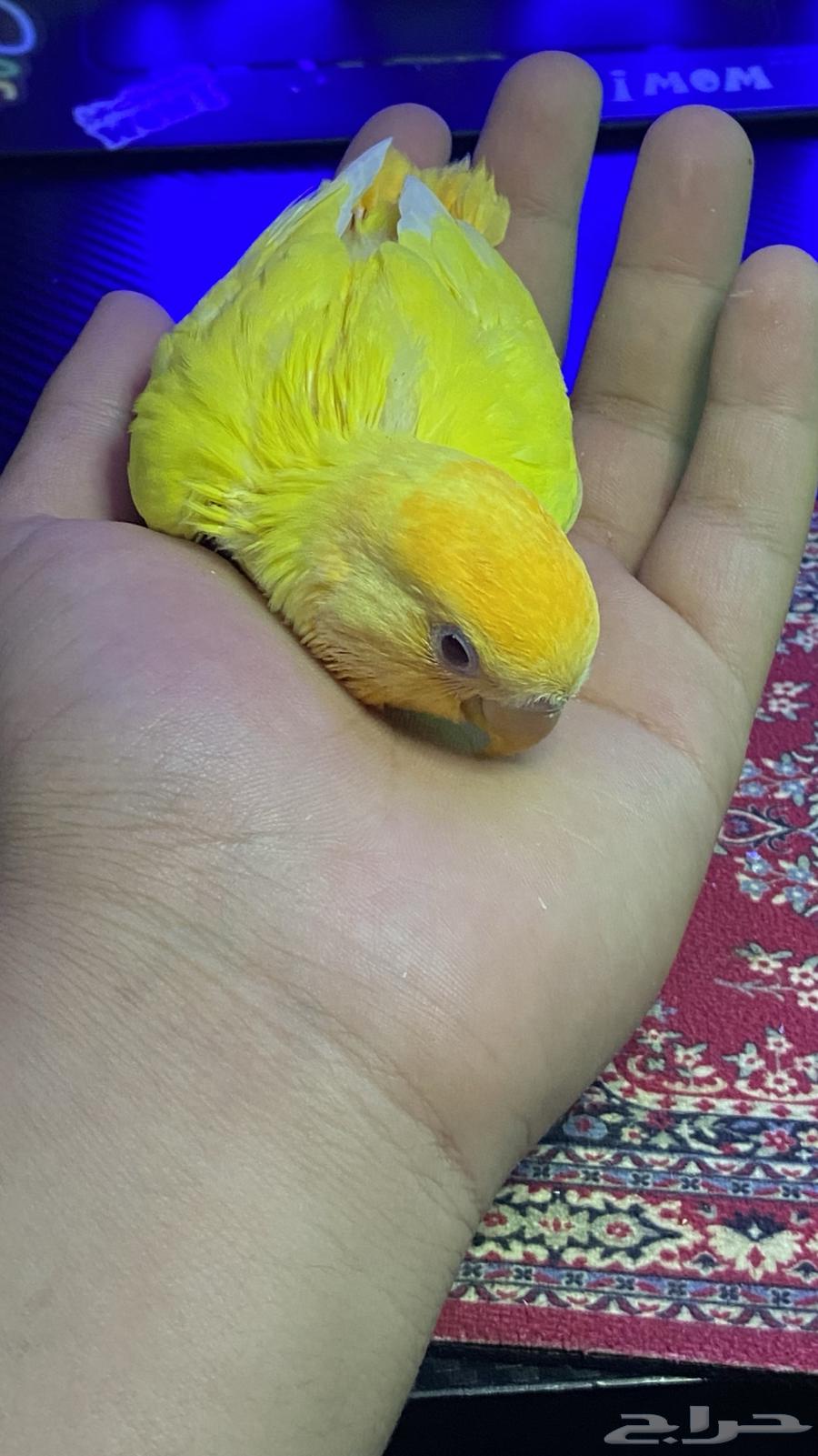 تم البيع64446523094403113