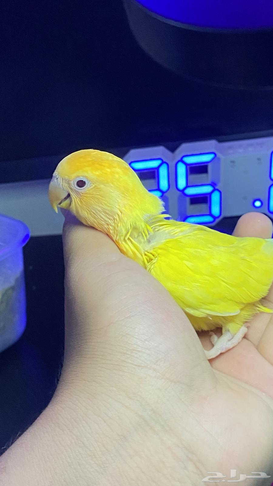 تم البيع64446523094403110