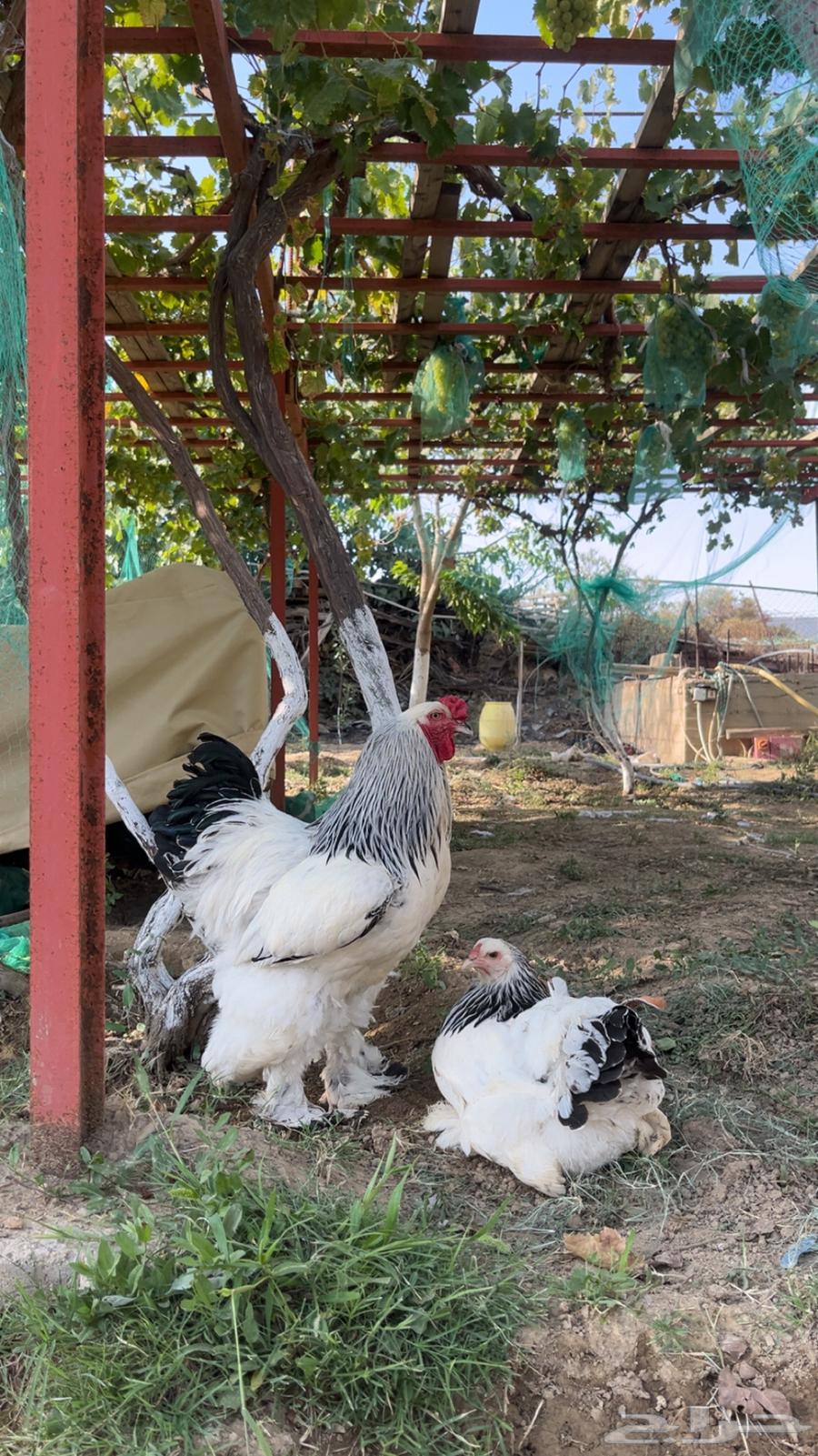 Pure-blooded Colombian Brahma Chicken Set64447785414530110