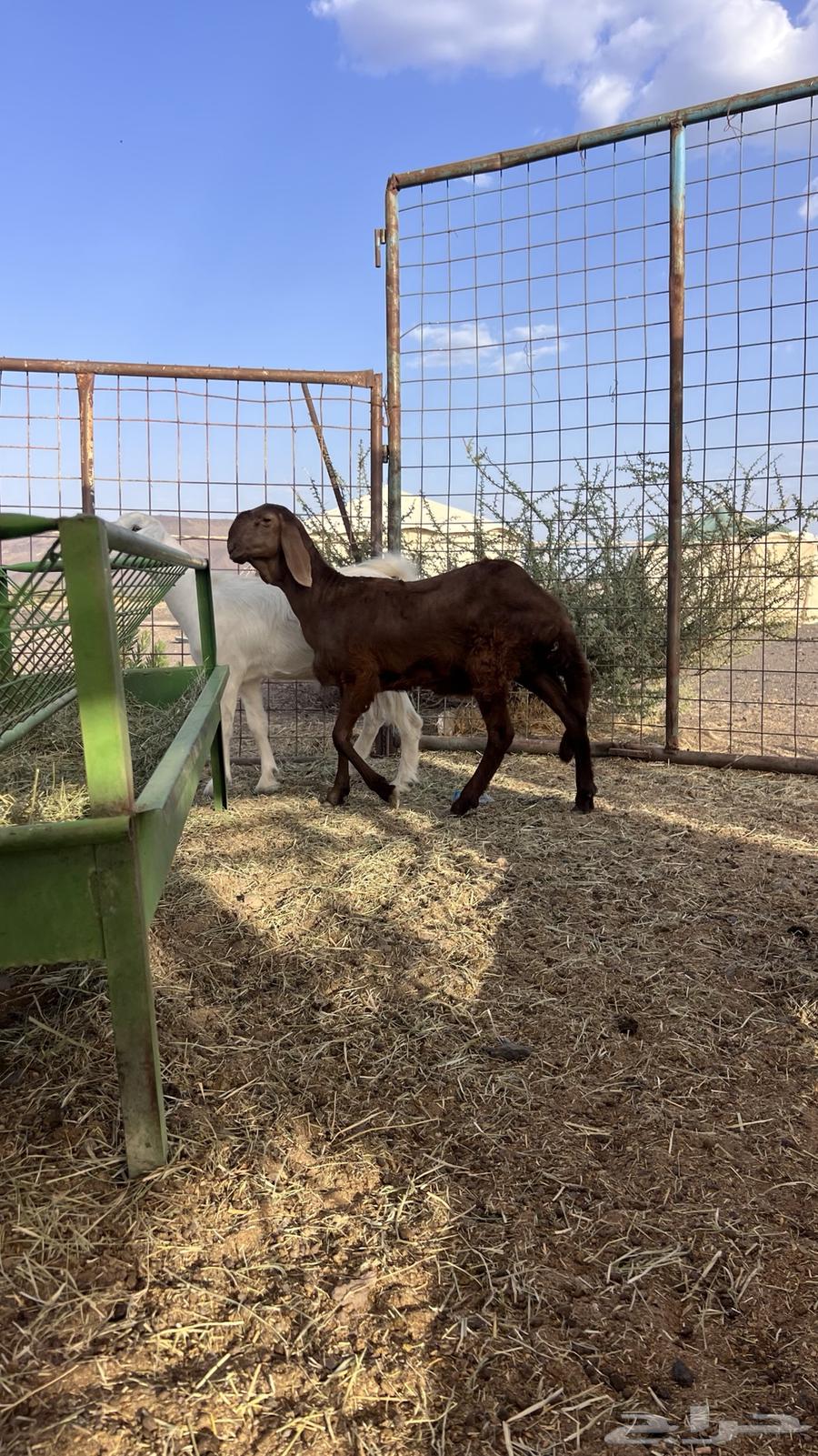 للبيع سواكنيه فاخره تم البيع64448553933697110