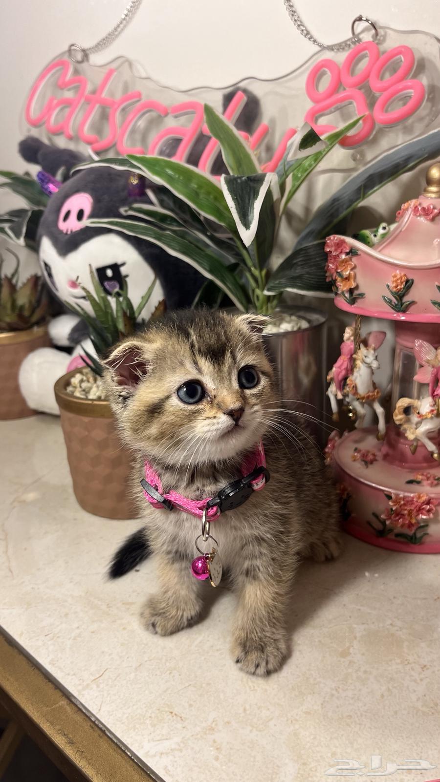 Female Scottish Fold (Tamara available) with all accessories64449543700611113