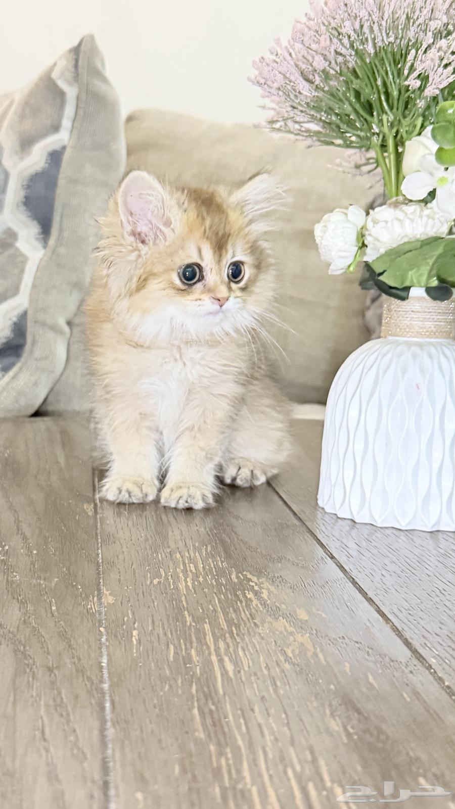 كتن سكوتش لونق هير64448940781827111