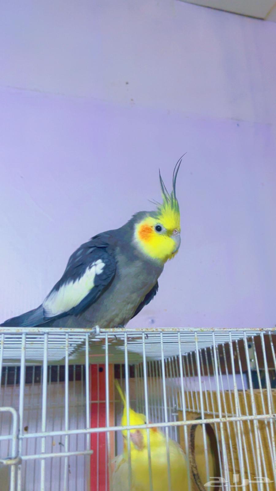 كروان اليف متكلم64445025217793110