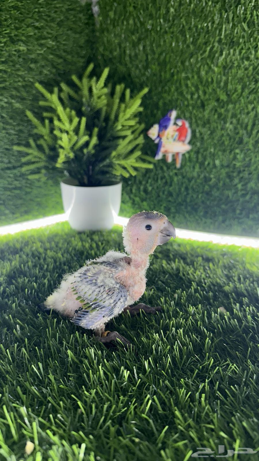 فروخ صن كنيور ( تم البيع )64445119746433110