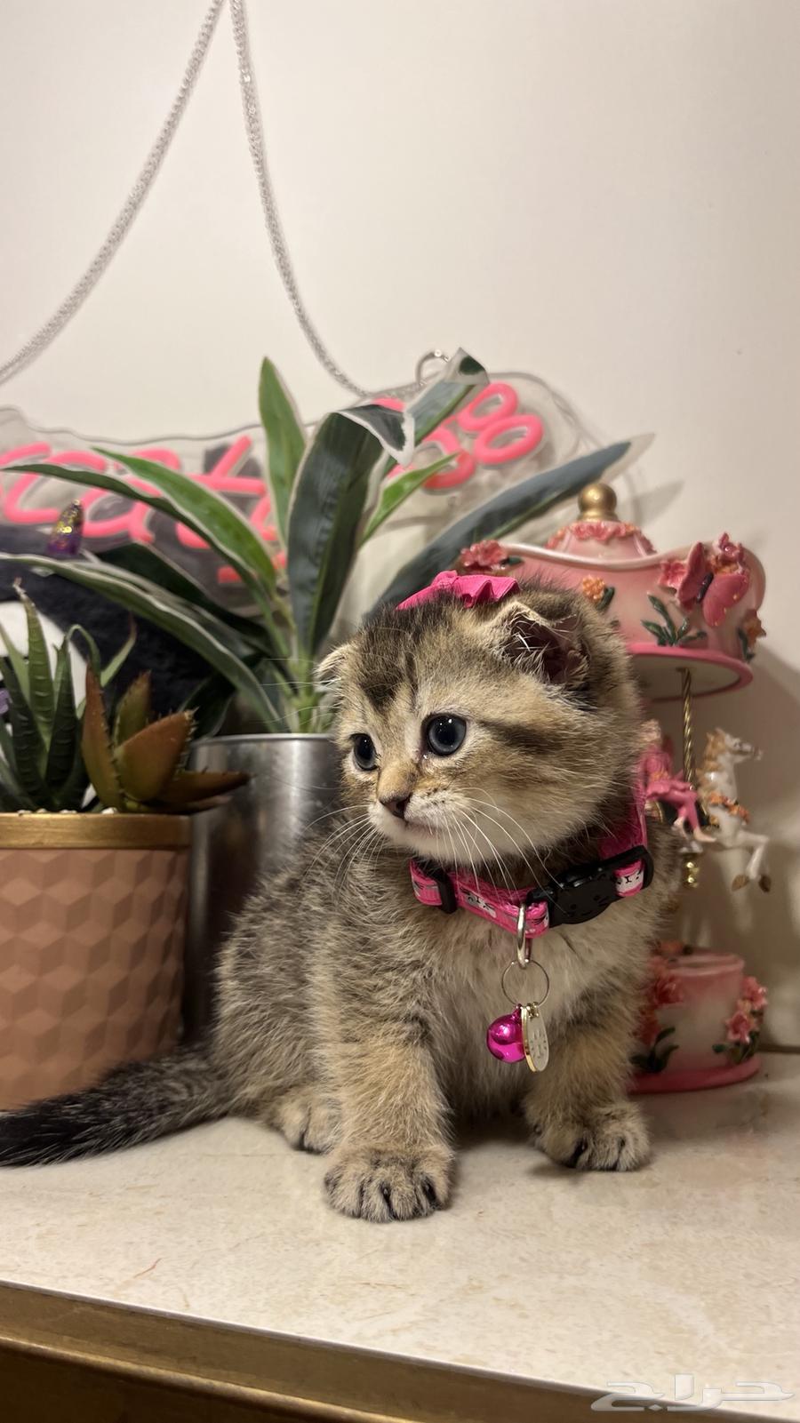 Female Scottish Fold (Tamara available) with all accessories64449543700611114