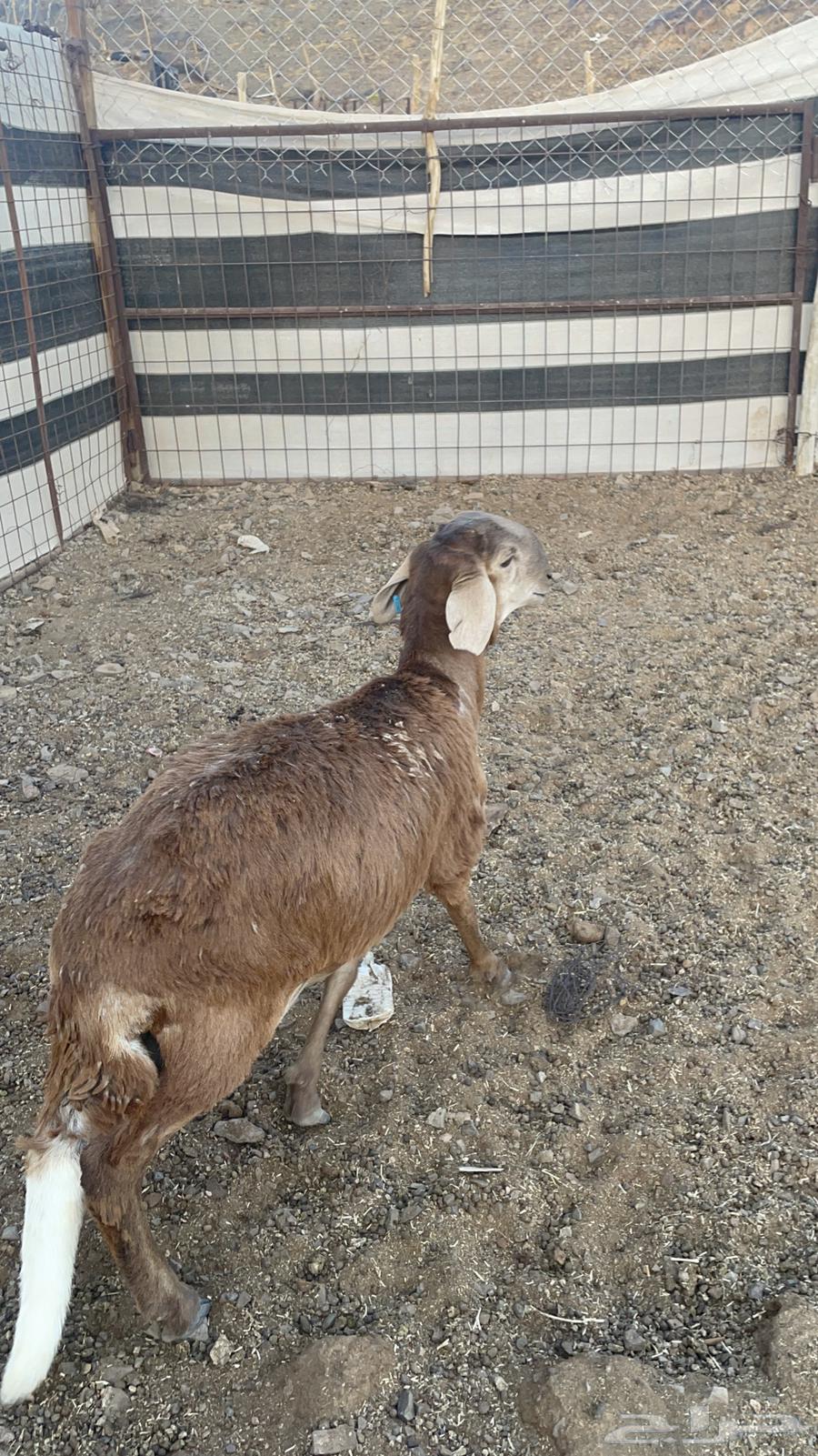 طلي ساكني(تم البيع)64443290845825111