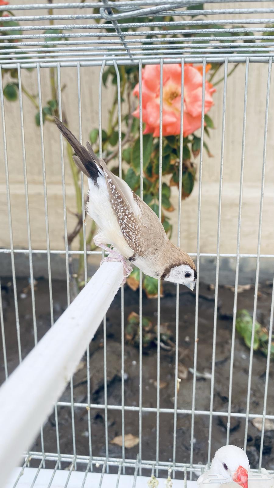 طيور الفنش نوادر64448954056065111