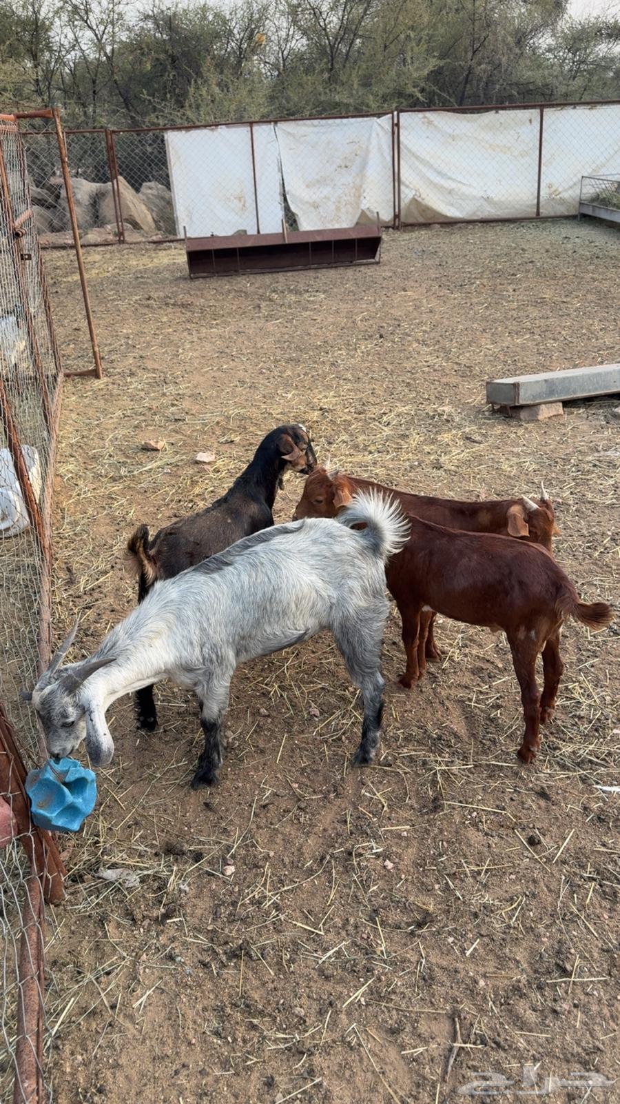 عرس تيوس ذبايح ( تم البيع )64449141002113113