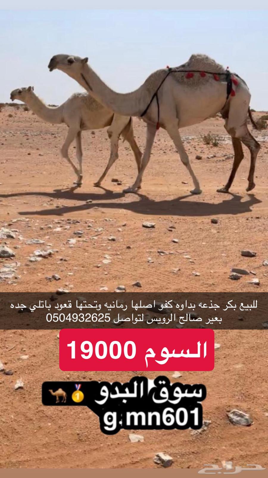 Rare palm shoot, originally from Rumani with sitting area underneath64445621565697110