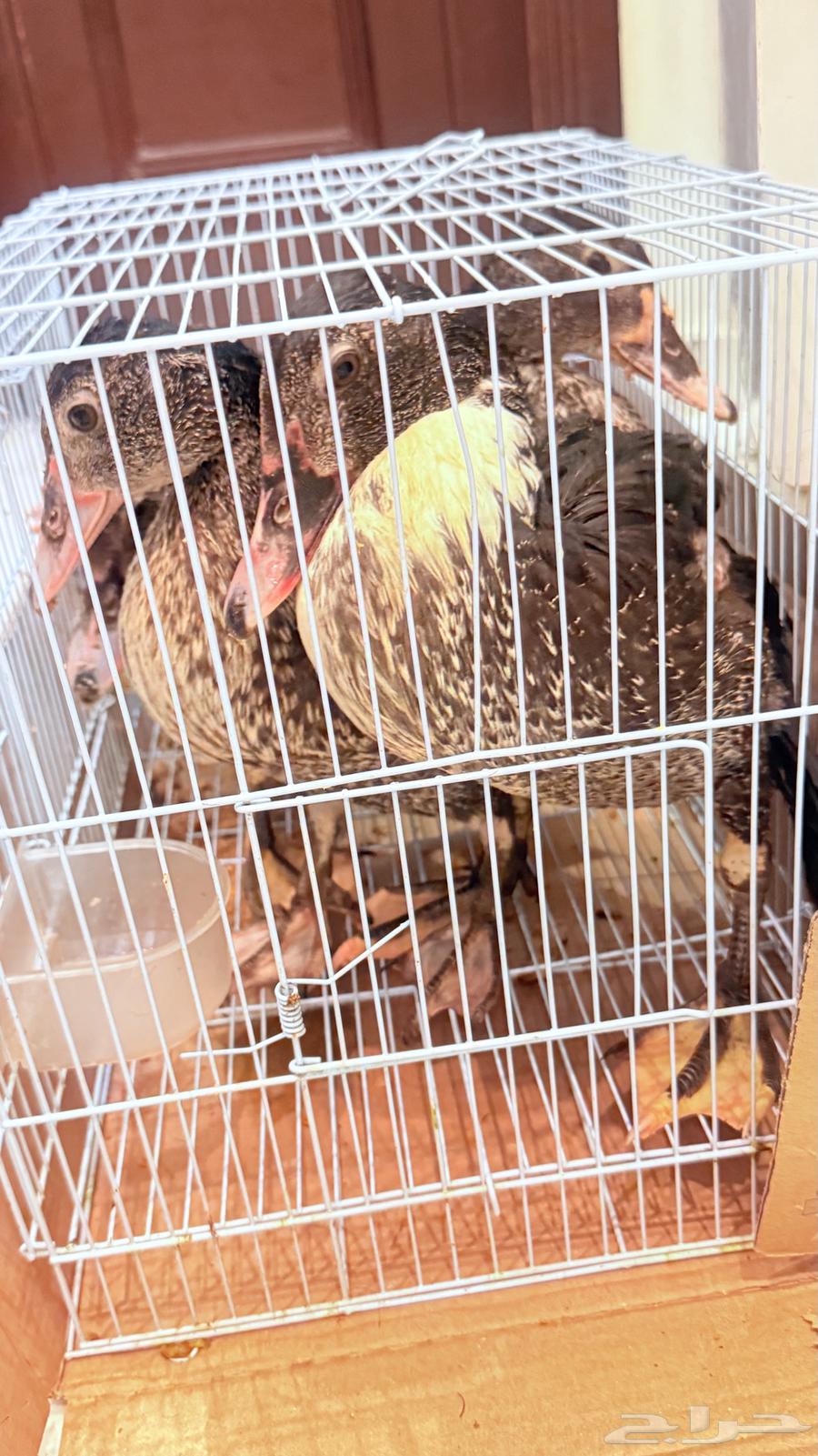 بط للبيع64442351101313111