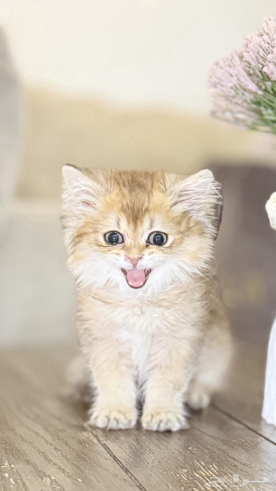 كتن سكوتش لونق هير64448940781827113