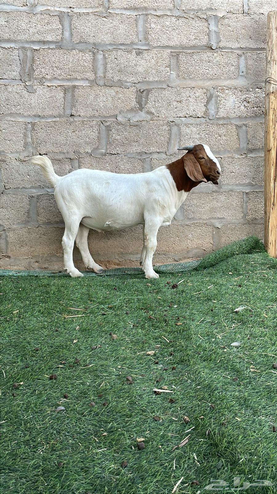 تيوس بورقوت بيور .64443493391746112