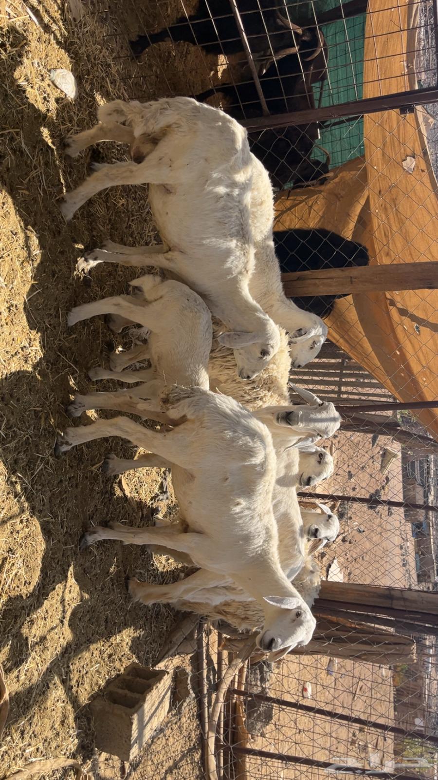 ضان حريات طيبات (تم البيع)64444998168833111