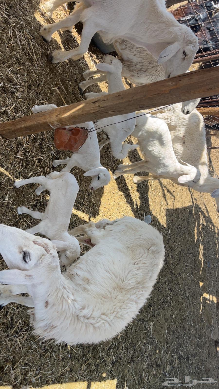 ضان حريات طيبات (تم البيع)64444998168833110