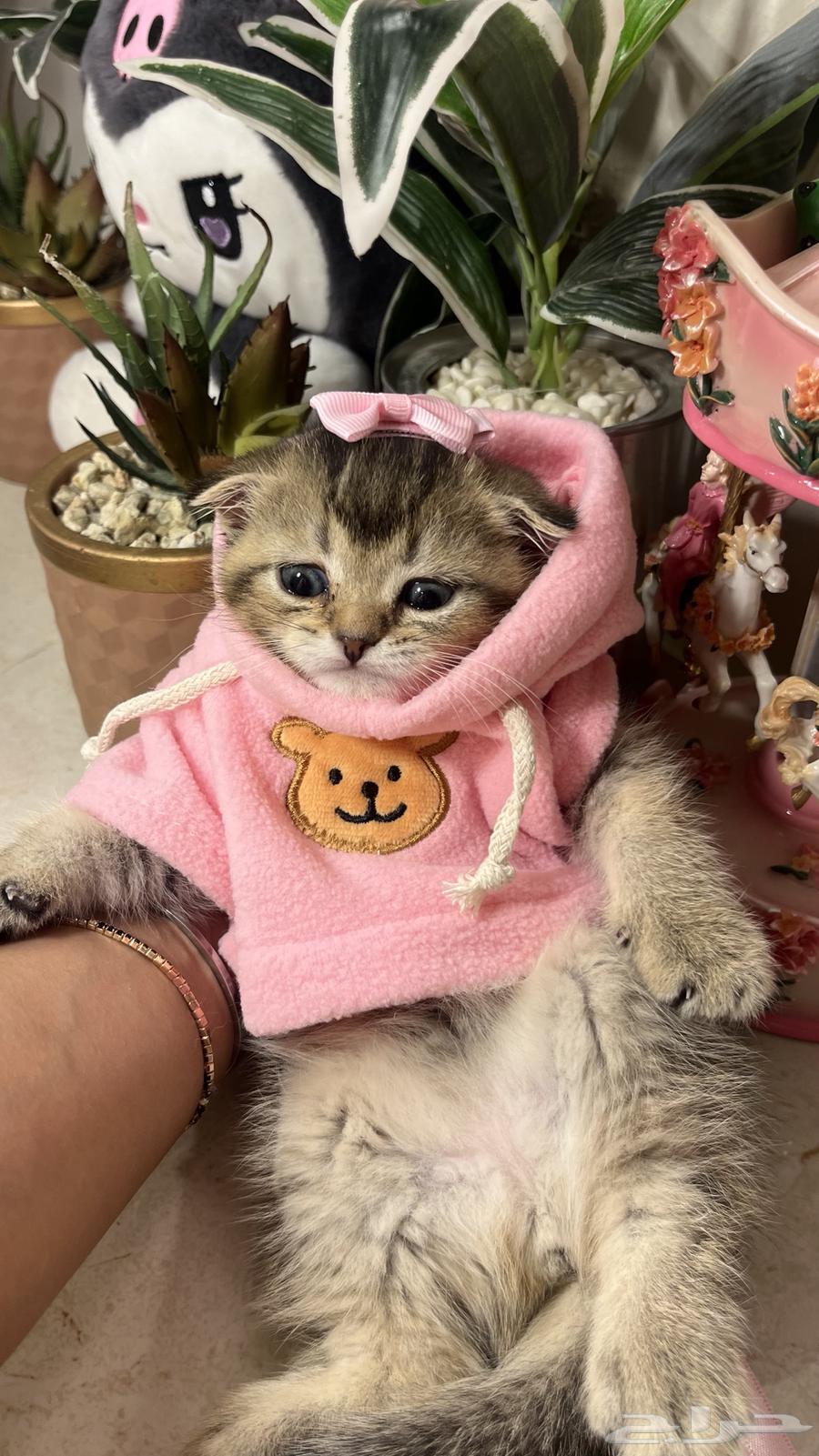 Female Scottish Fold (Tamara available) with all accessories64449543700611110