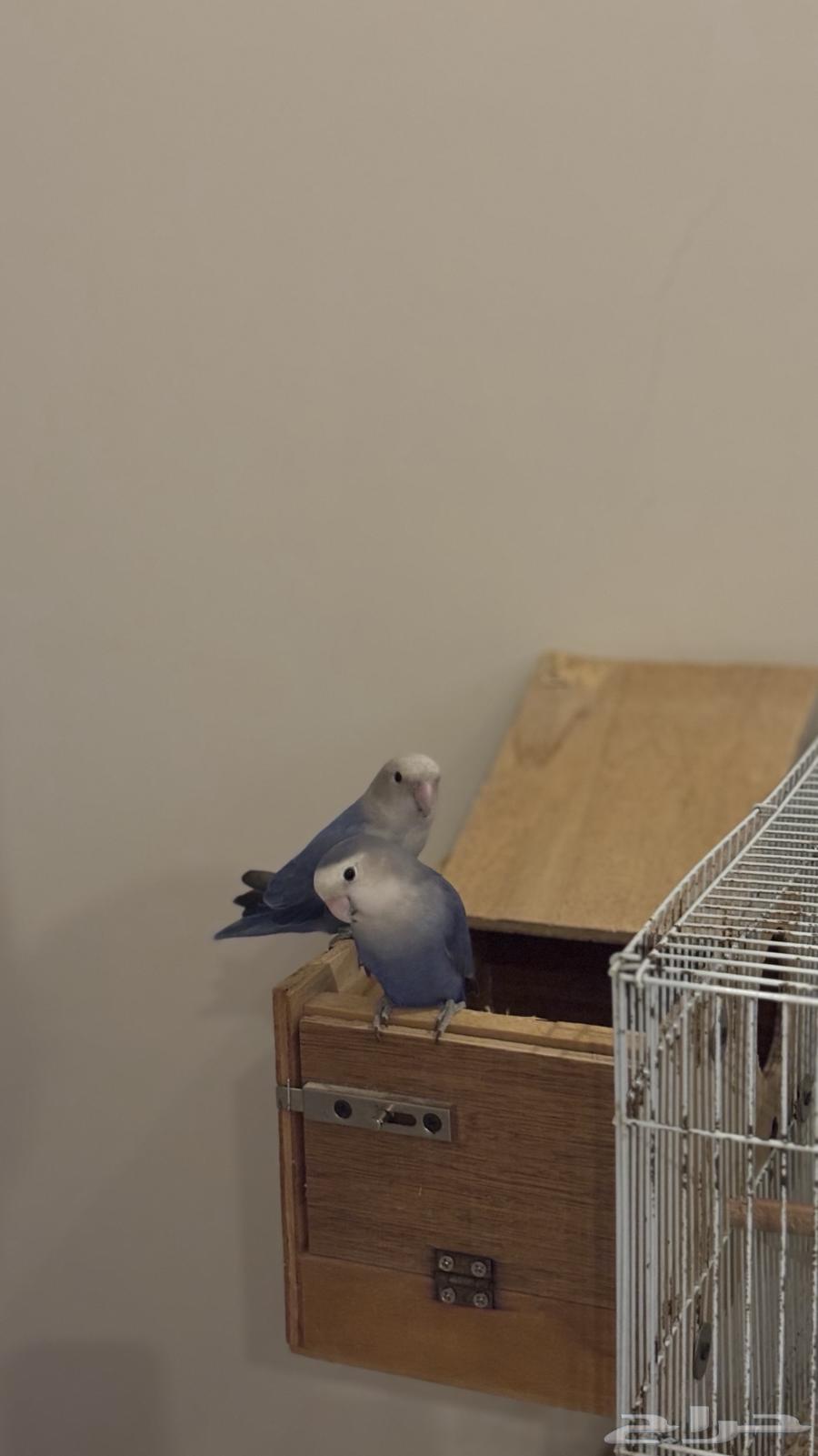 زوج روز ازرق منتج   تم البيع64446677078658111