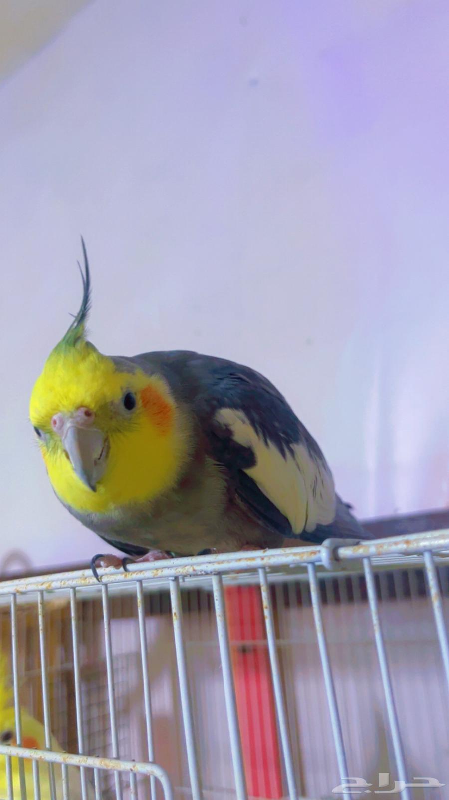 كروان اليف متكلم64445025217793111