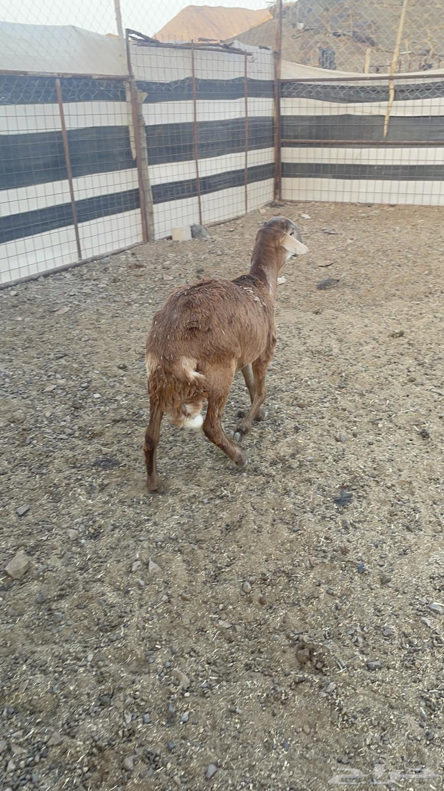 طلي ساكني(تم البيع)64443290845825114