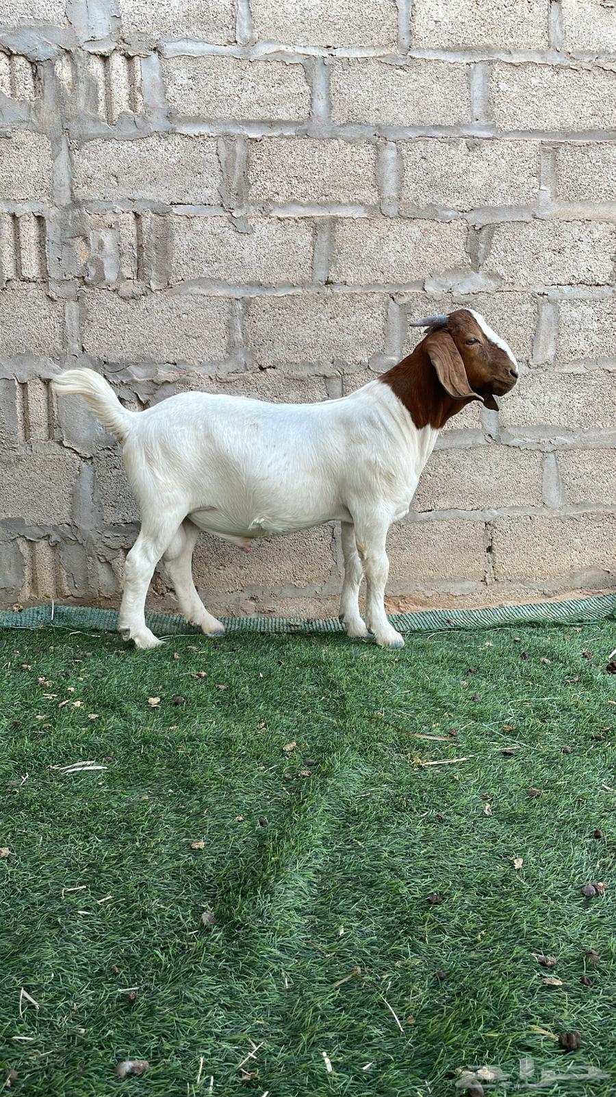 تيوس بورقوت بيور .64443493391746111