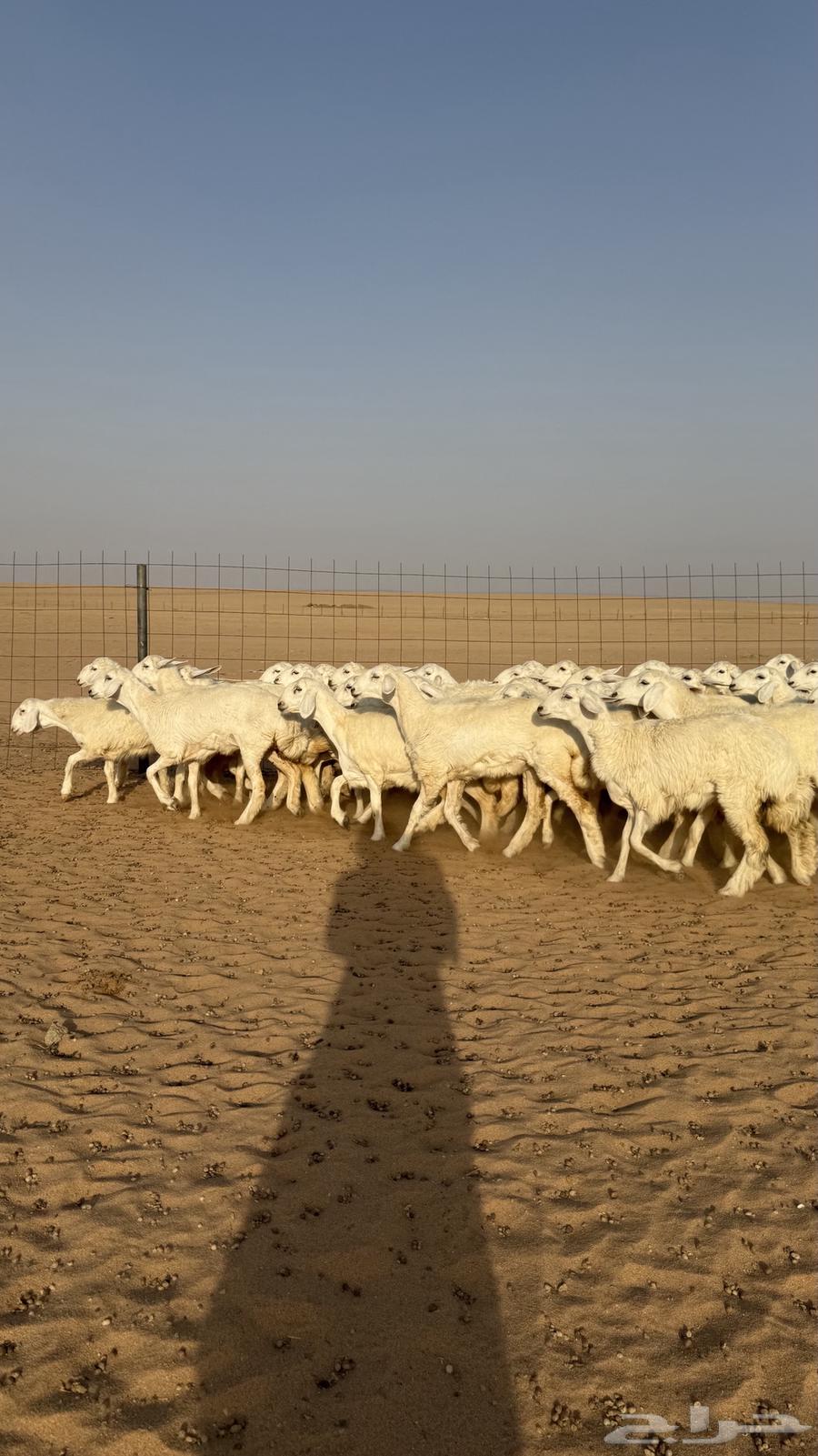 Class A Freedom Camel64446896142721112