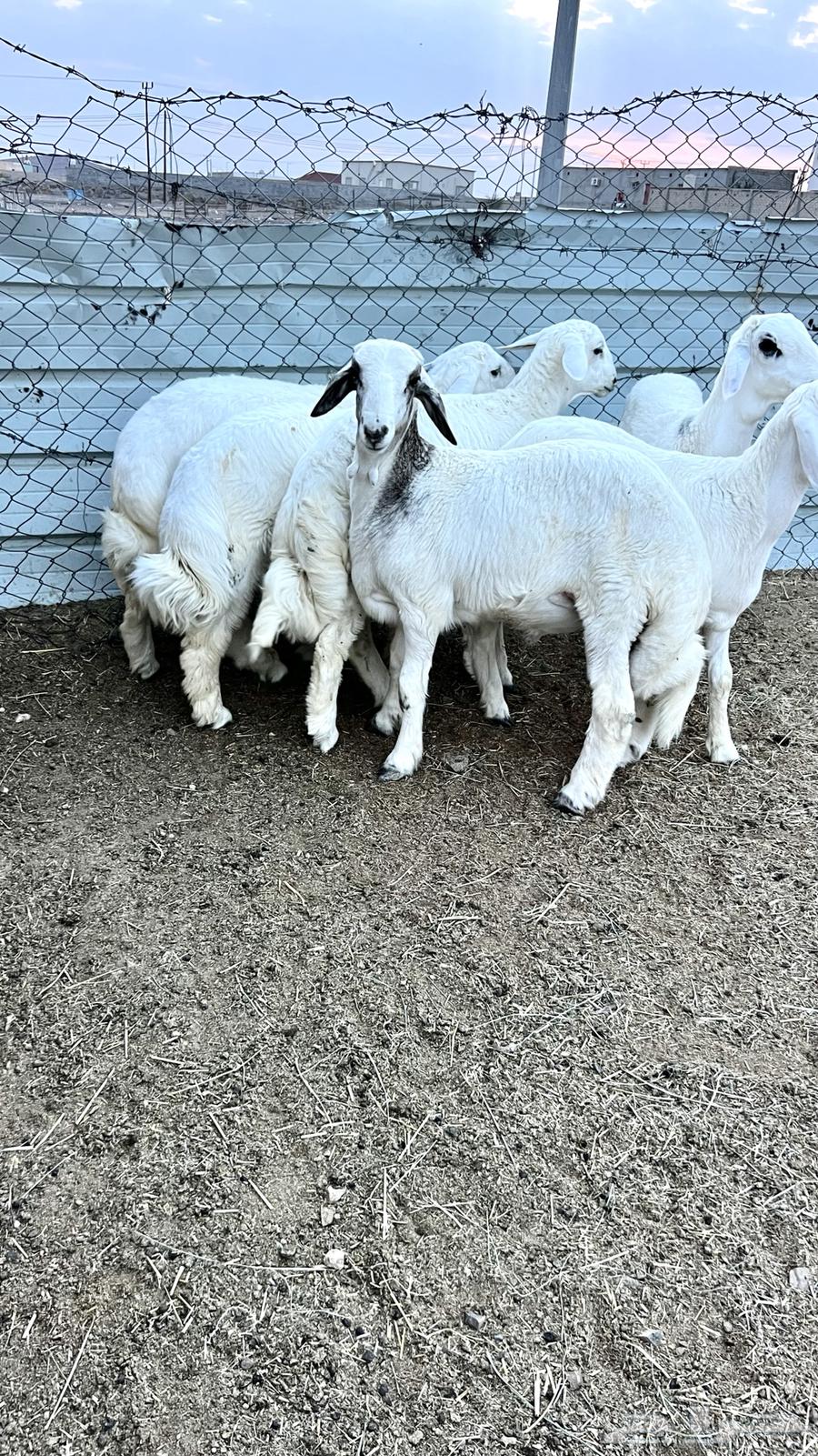 6طليان فيه رخل فل شحم وطراف ونظاف شرط (( تم البيع ))64447878012674111