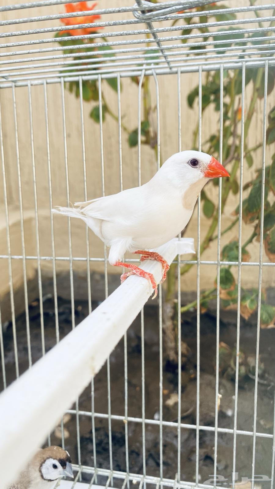 طيور الفنش نوادر64448954056065110