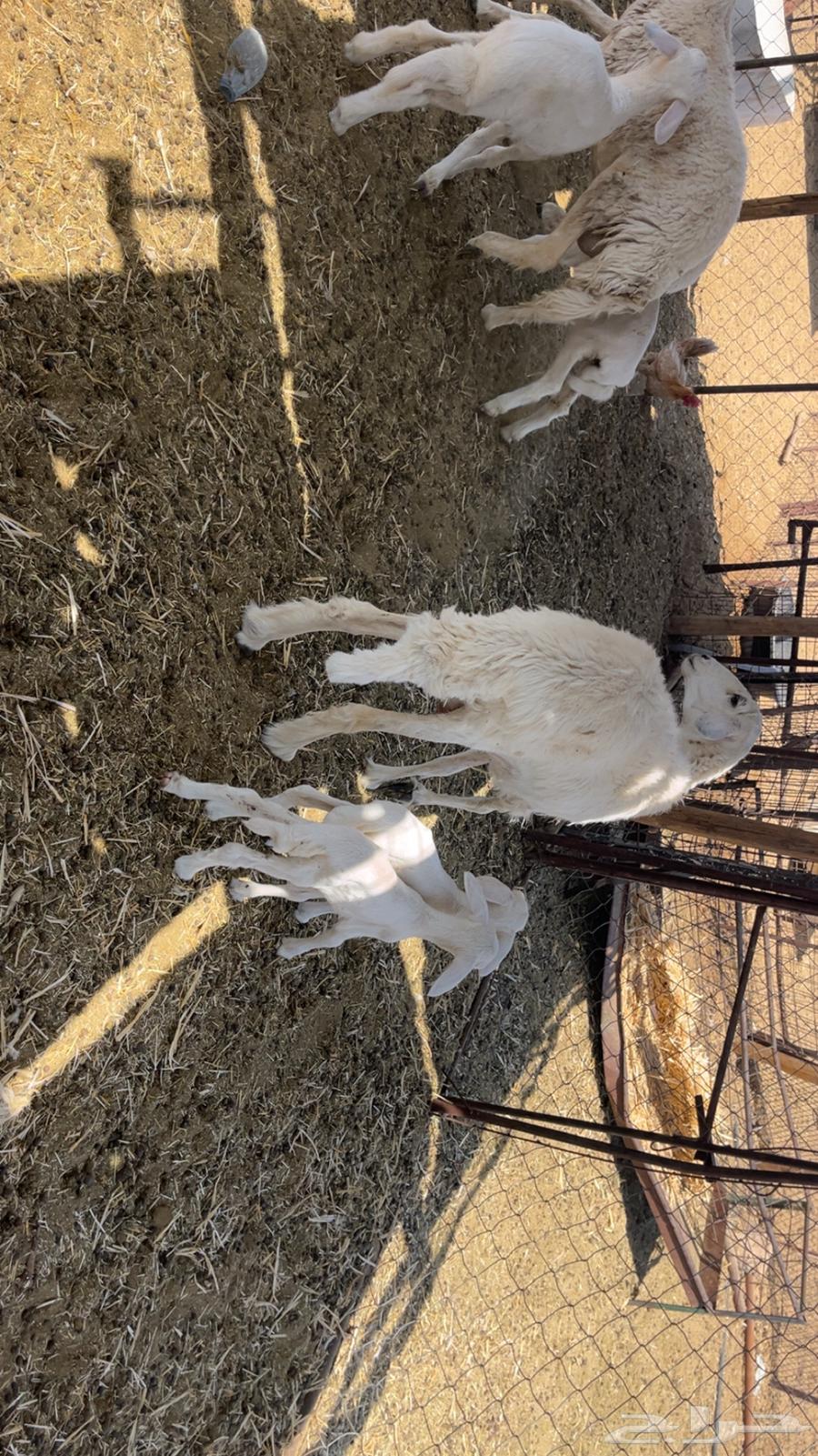 ضان حريات طيبات (تم البيع)64444998168833113