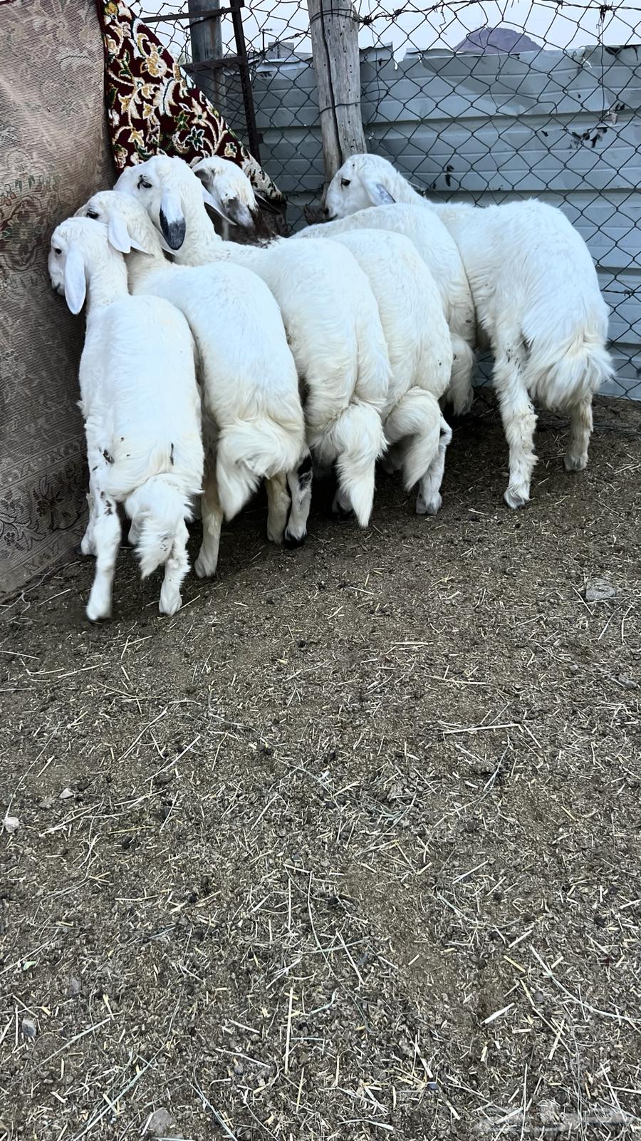 6طليان فيه رخل فل شحم وطراف ونظاف شرط (( تم البيع ))64447878012674110