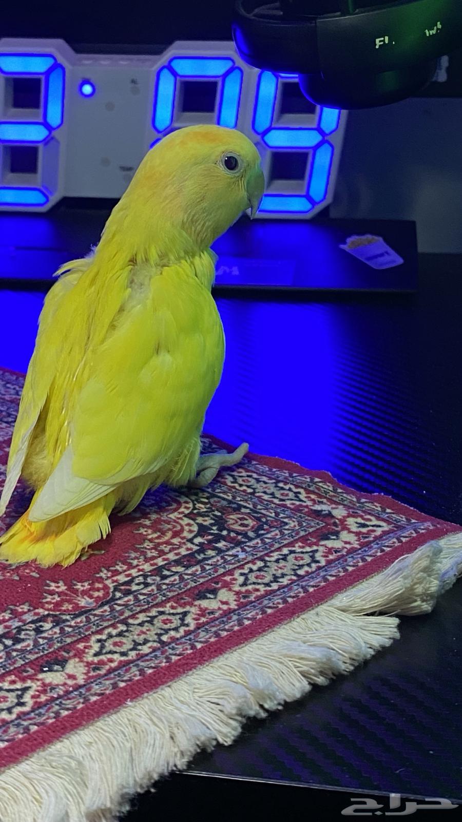 تم البيع64446523094403114