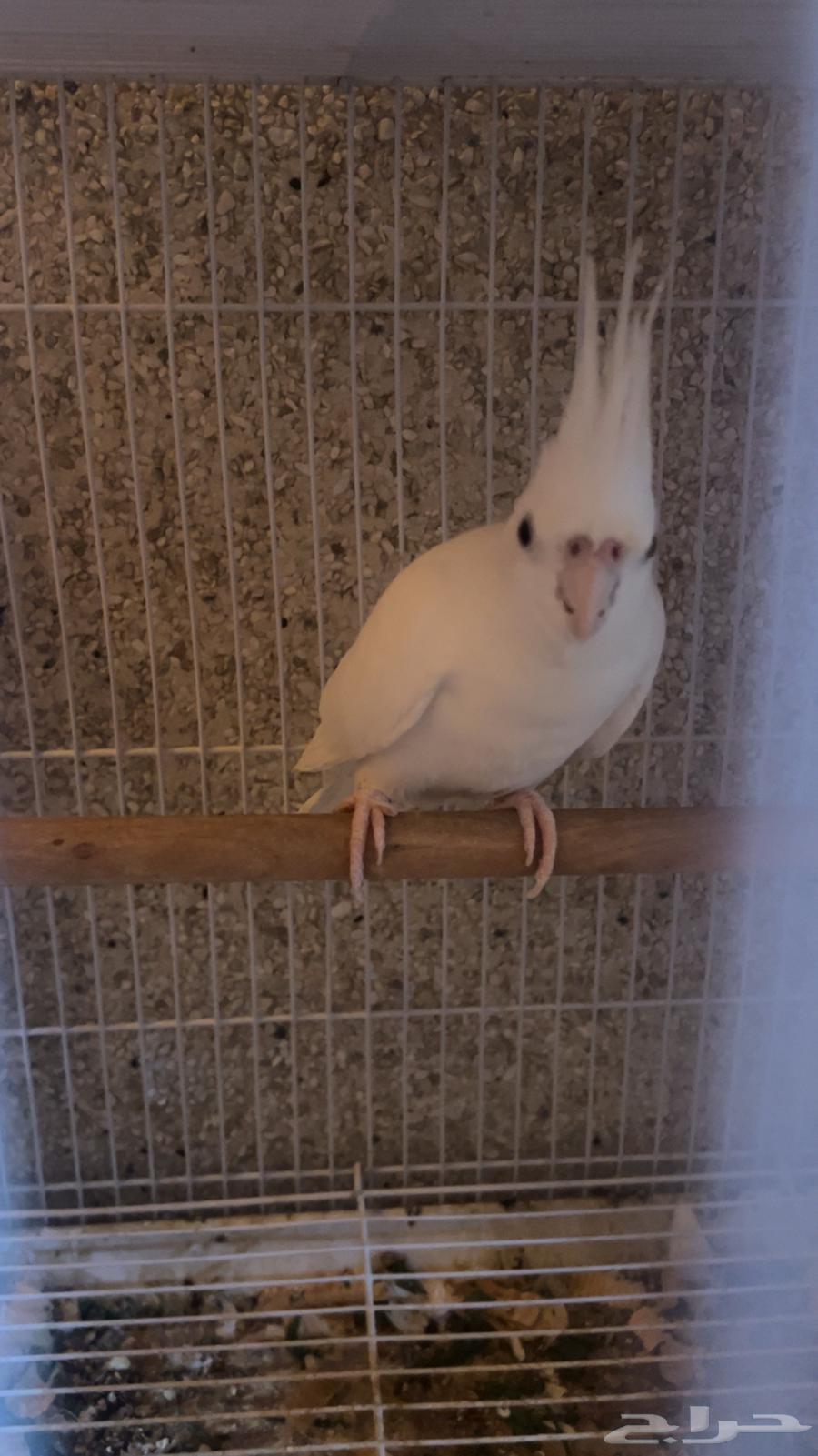 للبيع ذكر كروان الي توقف عليه سومه نصيبه64446014152707110