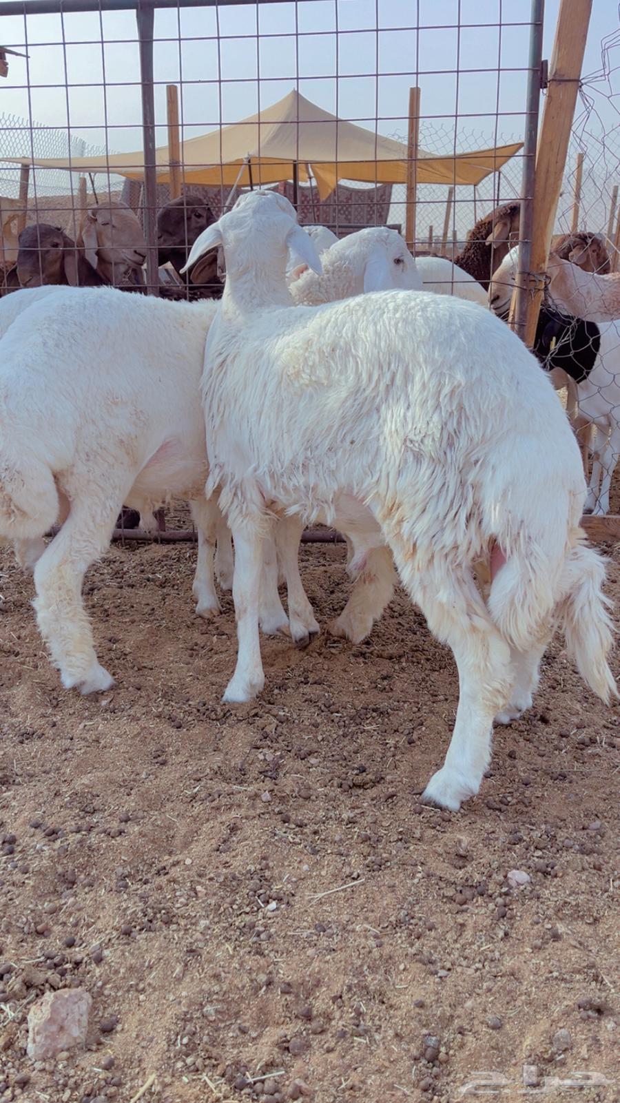 Fresh lamb, back and side with fat available for slaughter and delivery64445377788290112