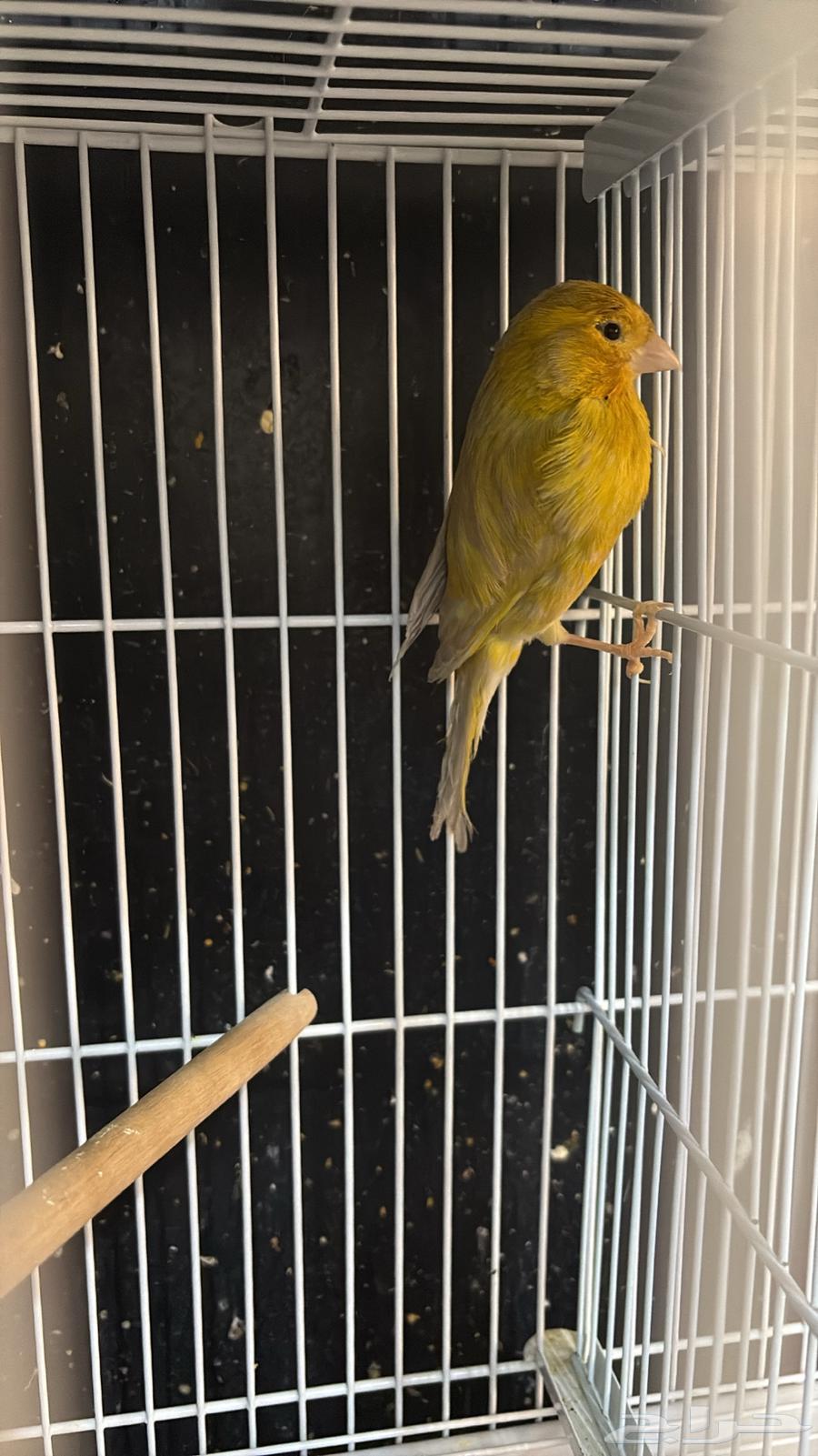 ذكر كناري جاهز (تم البيع)64446229997953110