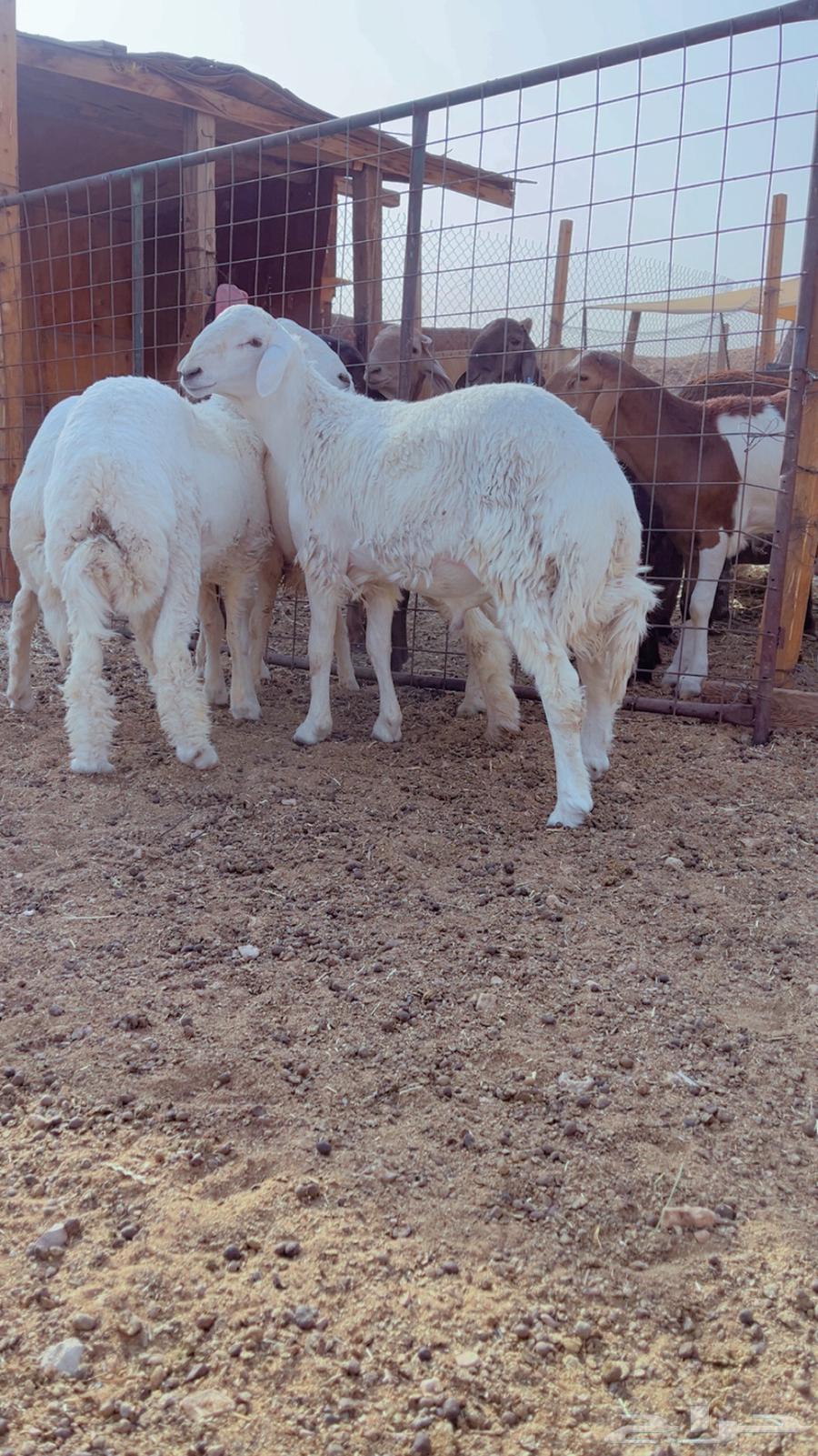 Fresh lamb, back and side with fat available for slaughter and delivery64445377788290110