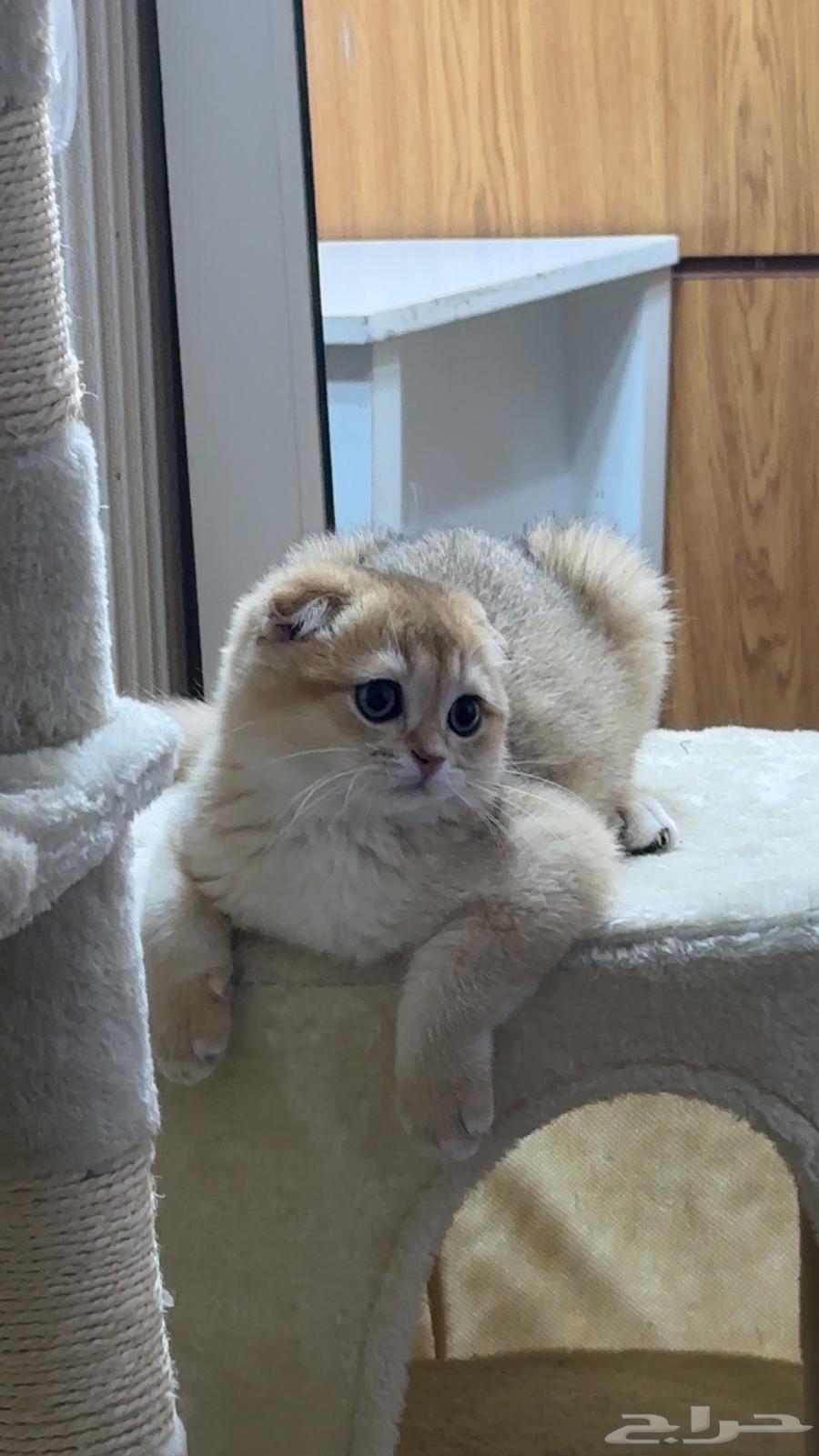 سكوتش فولد قولد الآذان نازلة تربل64442830155010110