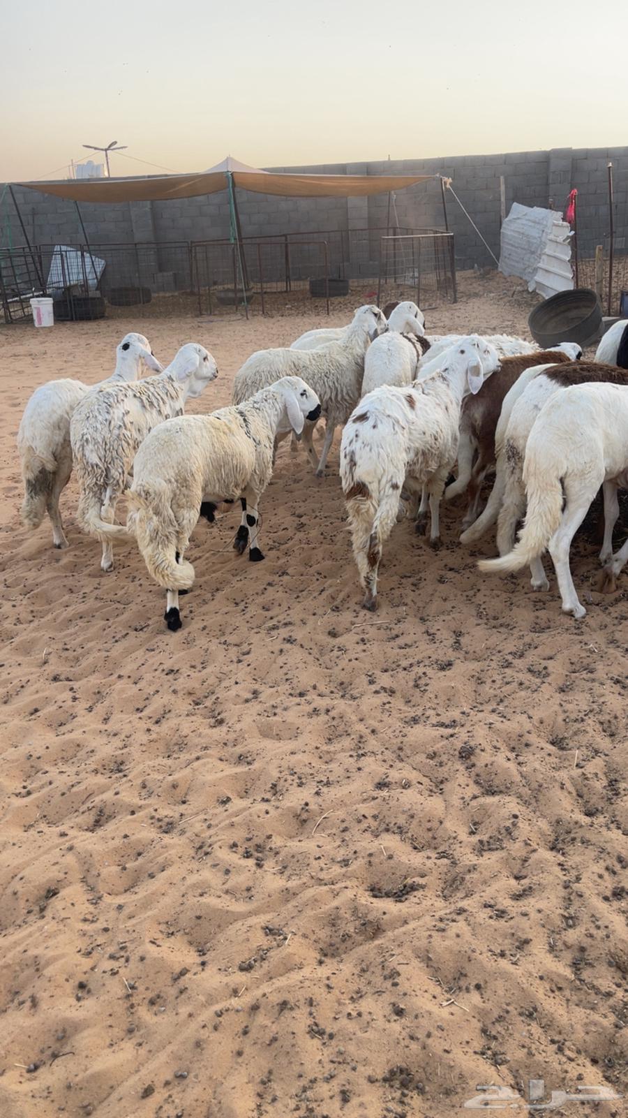 White Behm Suwak64447283135491111