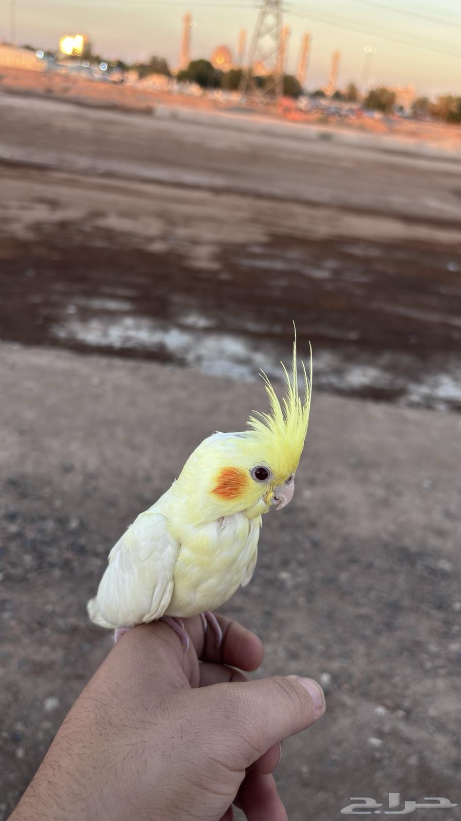 كروان ضايعه بمروج السجن64444795232514111