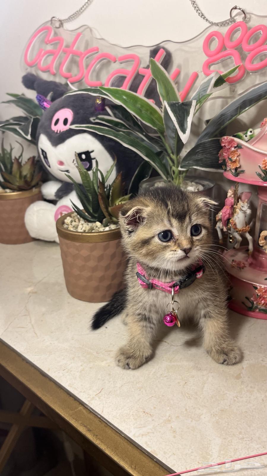 Female Scottish Fold (Tamara available) with all accessories64449543700611111
