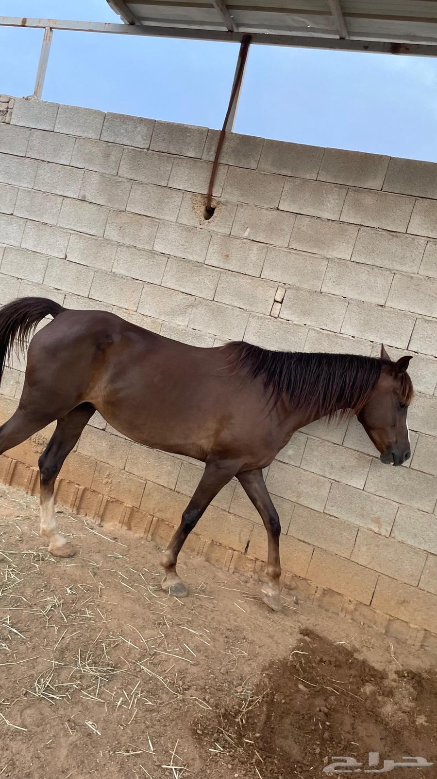 للبيع خيل النوع فرس دهماء ركوب وإنتاج64444727678083110