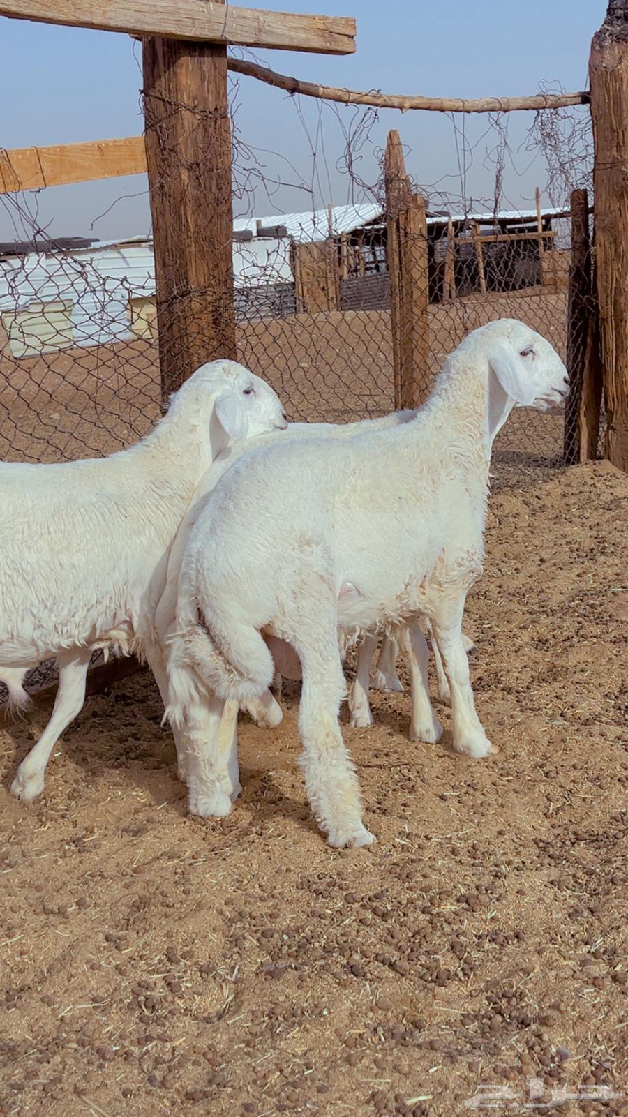 Fresh lamb, back and side with fat available for slaughter and delivery64445377788290113