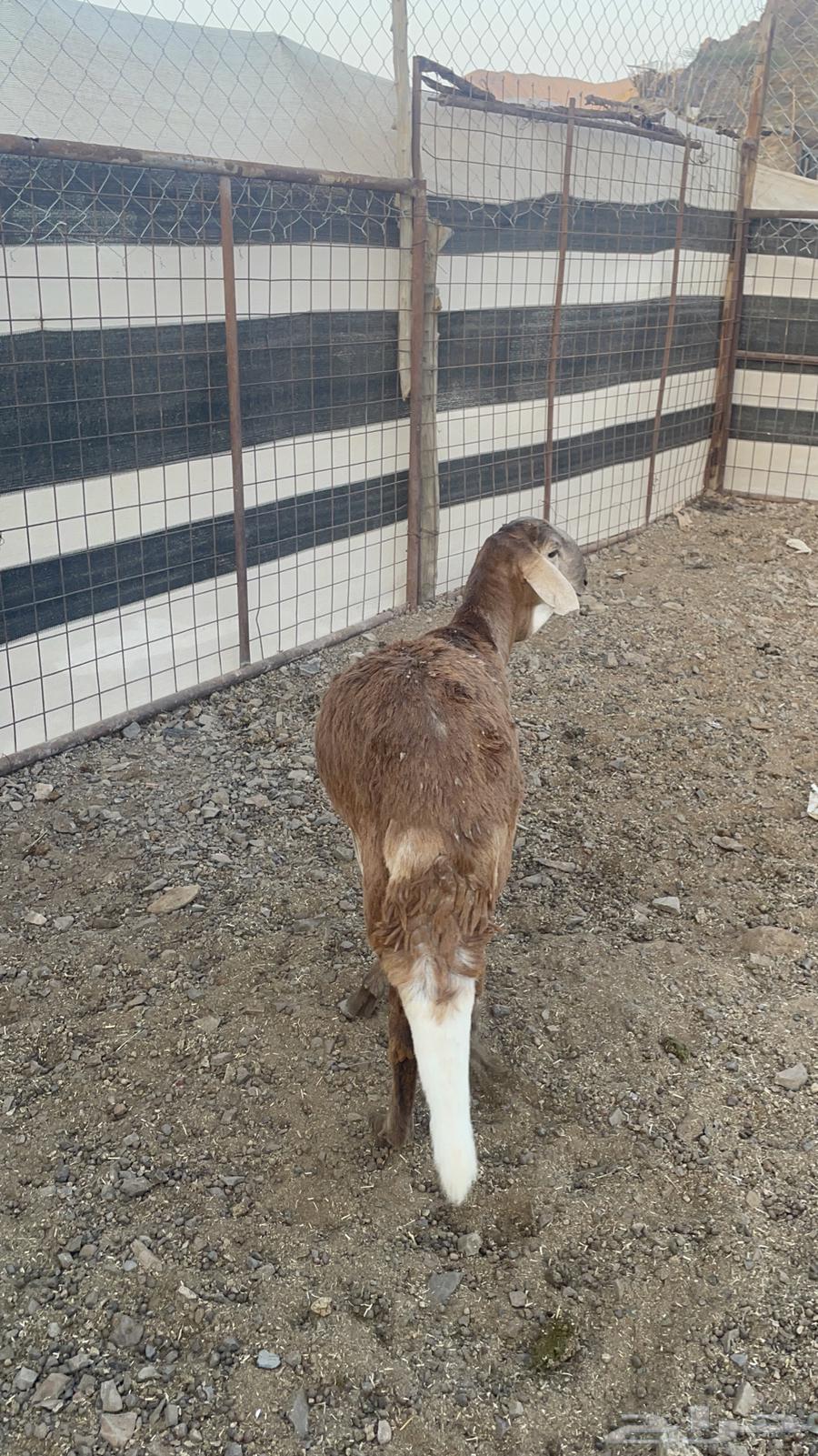 طلي ساكني(تم البيع)64443290845825113